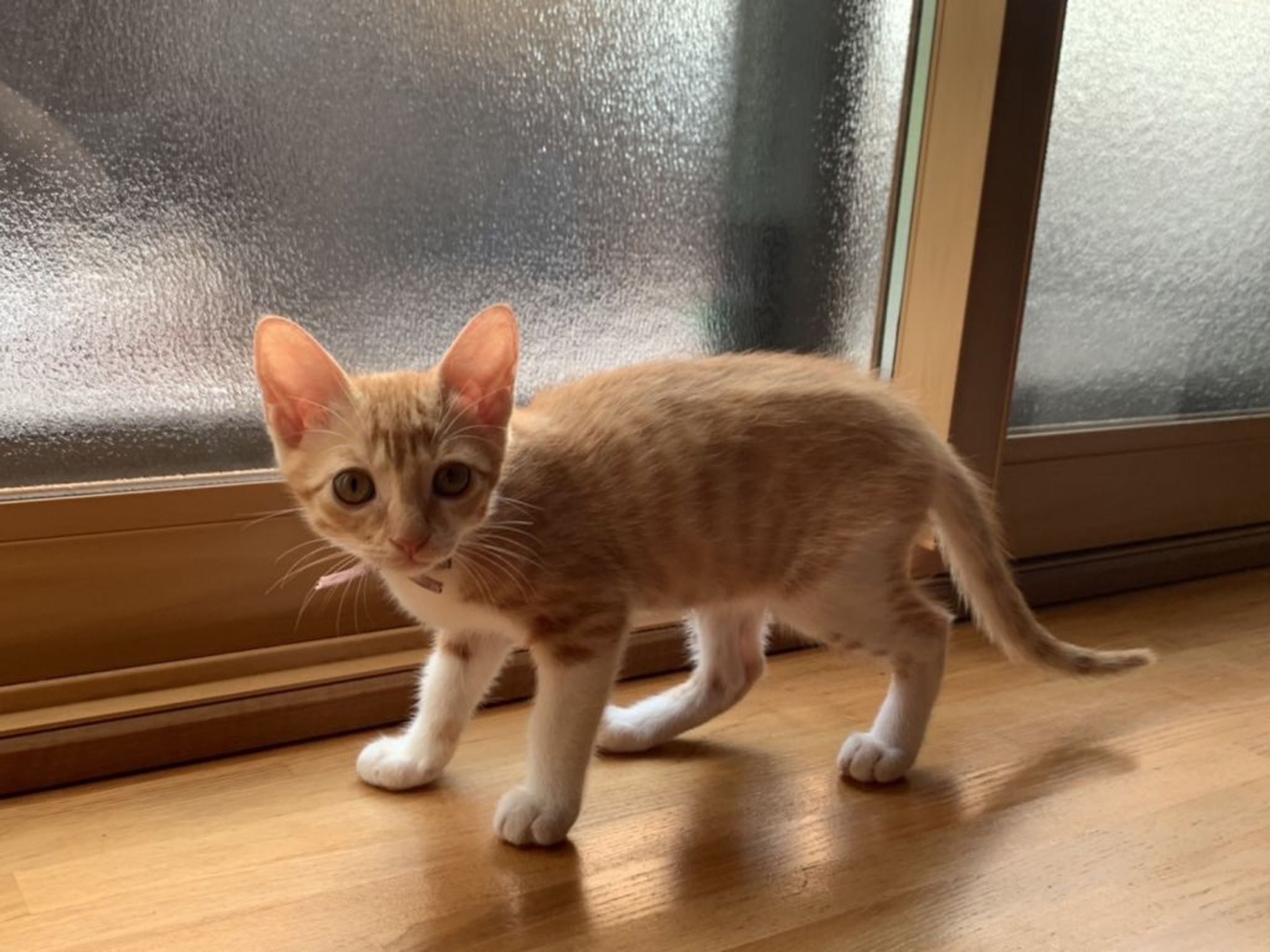 pet-image-5