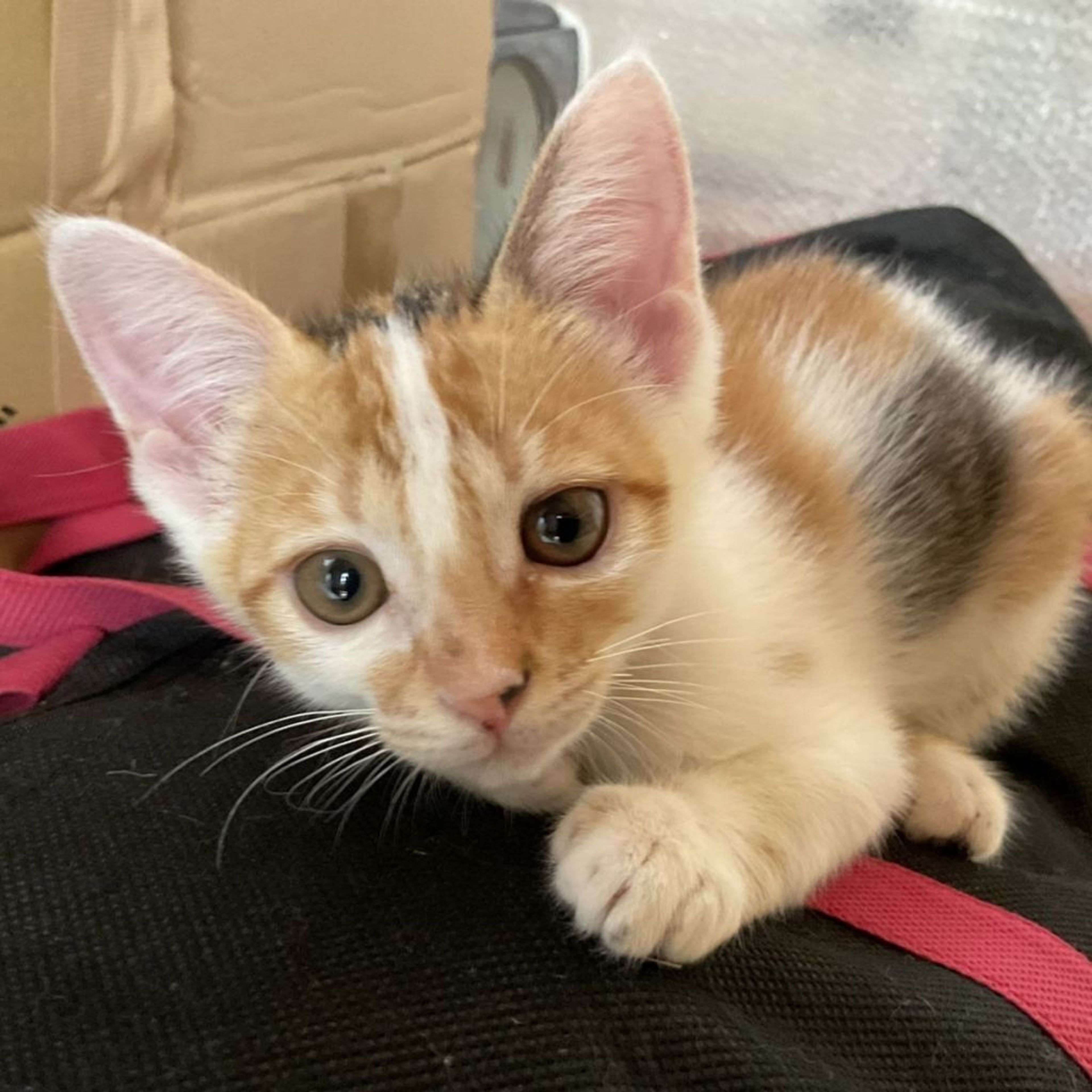 pet-image-2