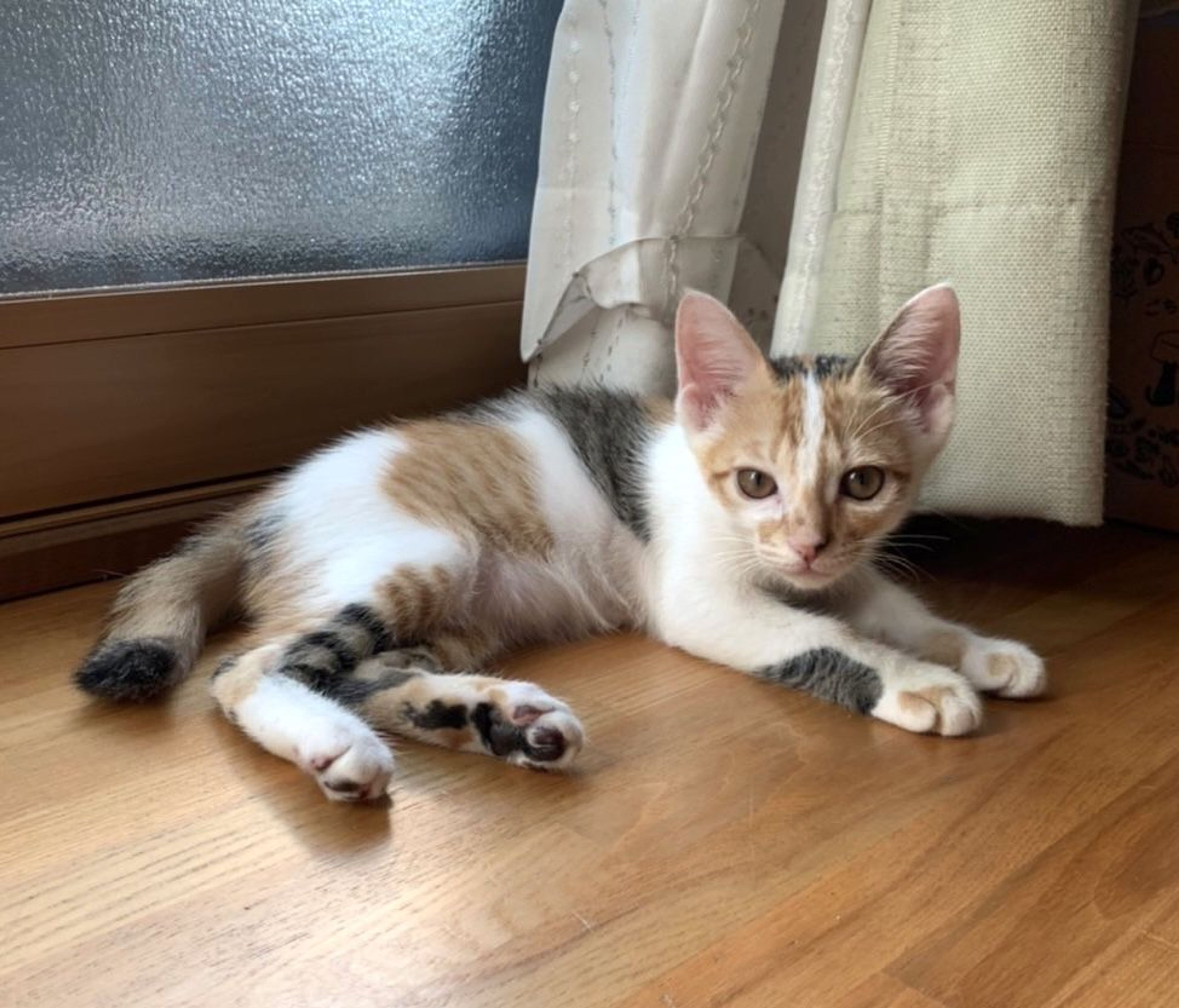 pet-image-3