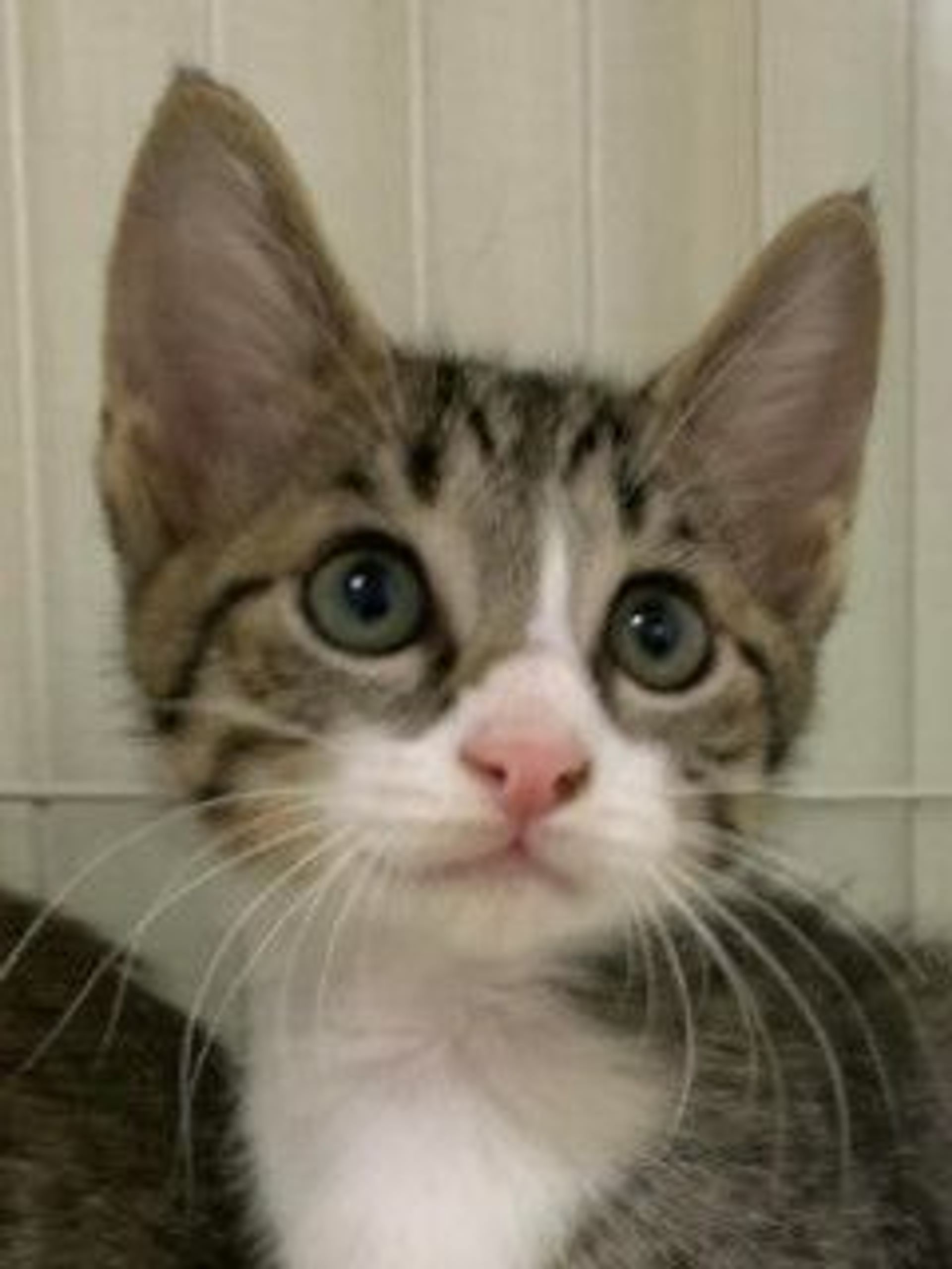 雑種（ミックス猫）・オスの里親募集の写真