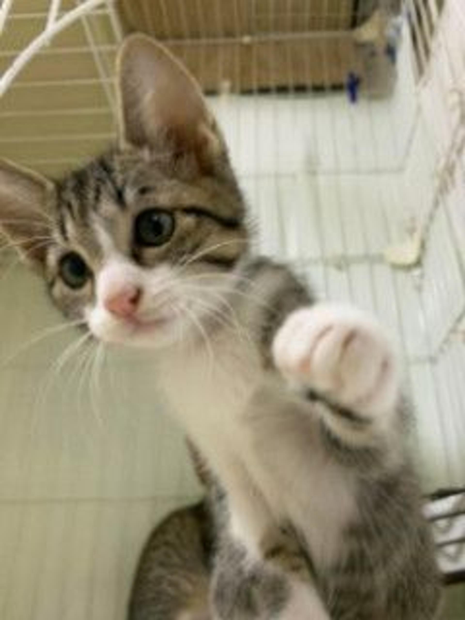 pet-image-3