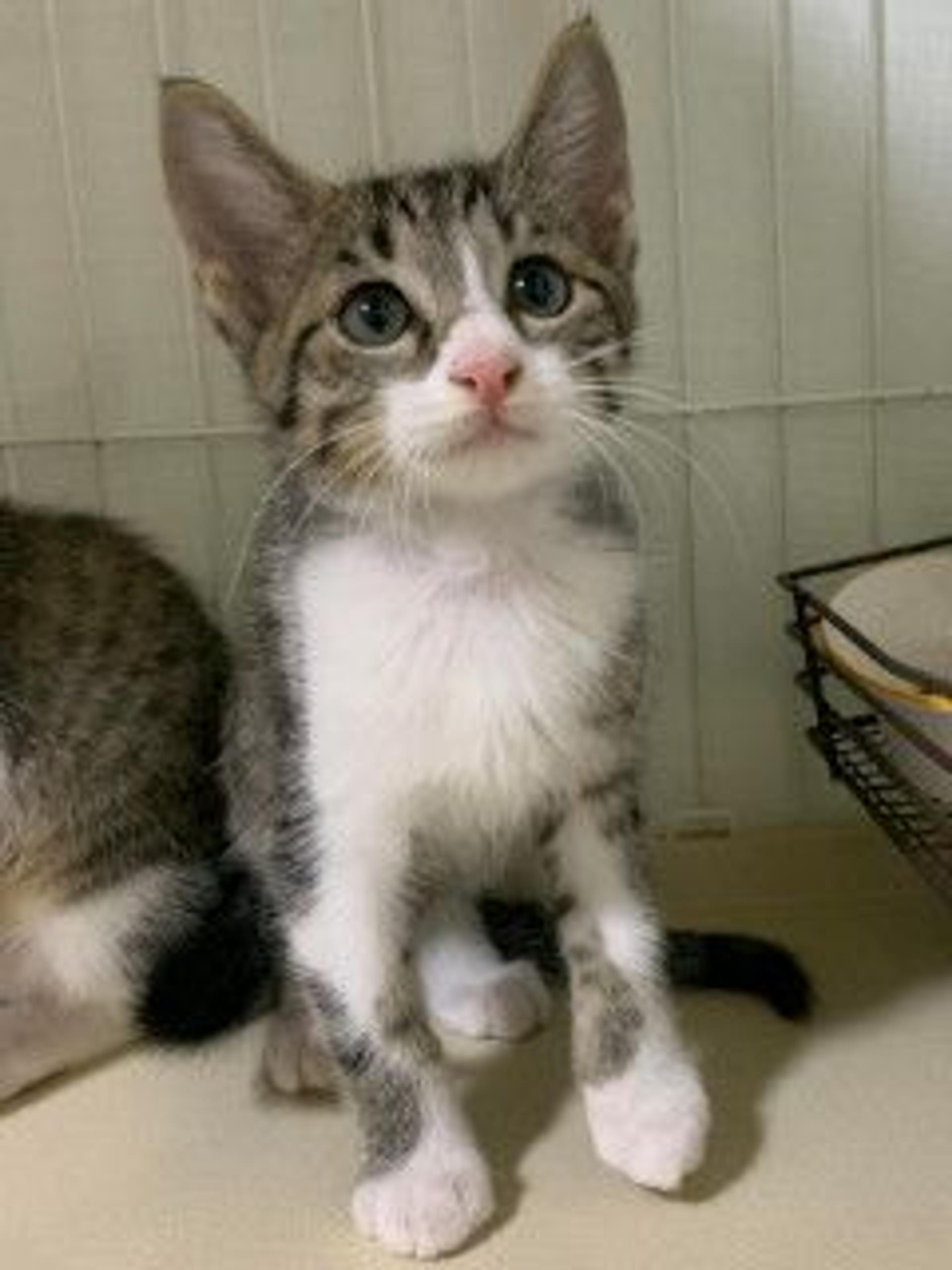 pet-image-4