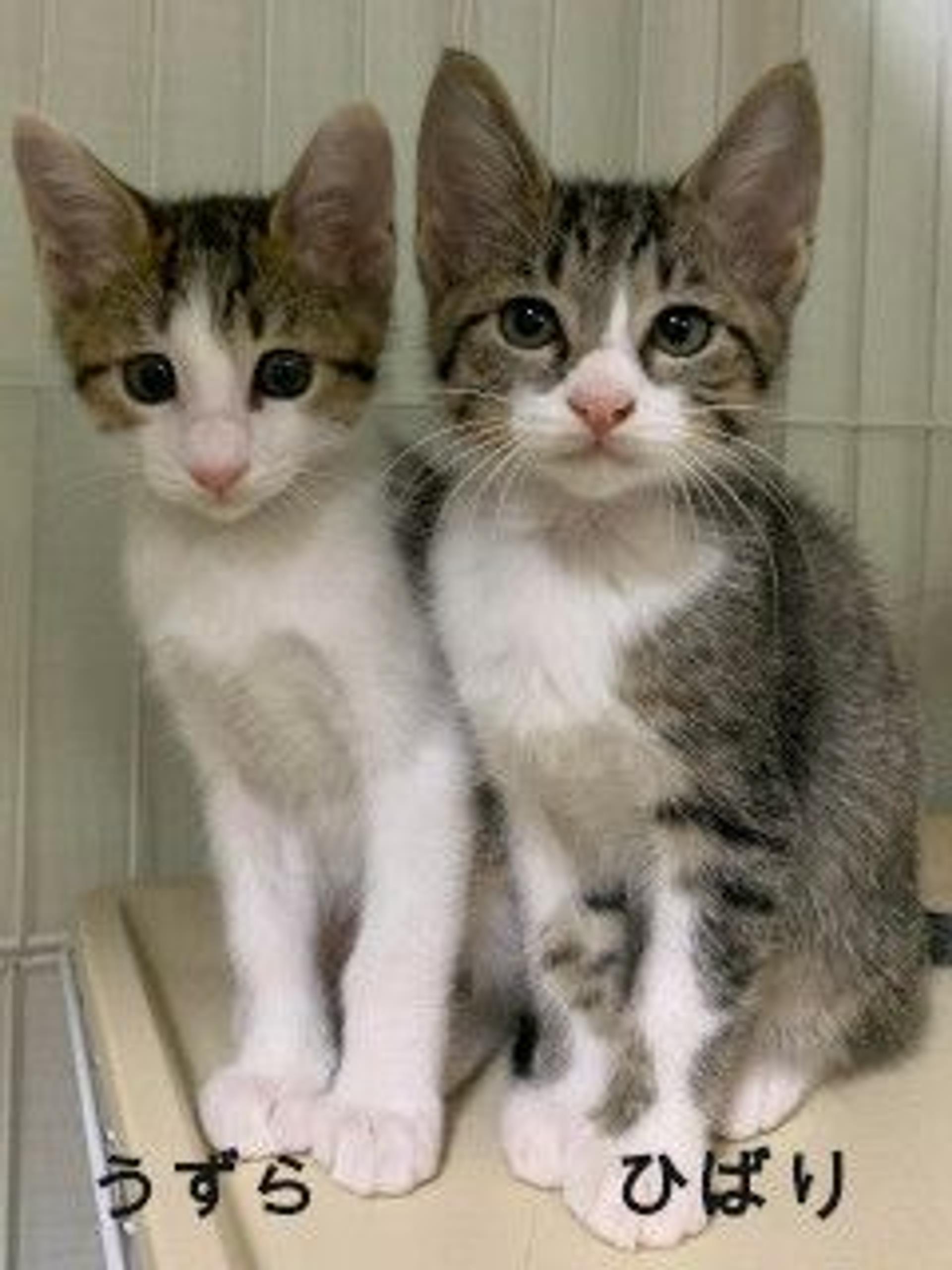 pet-image-5