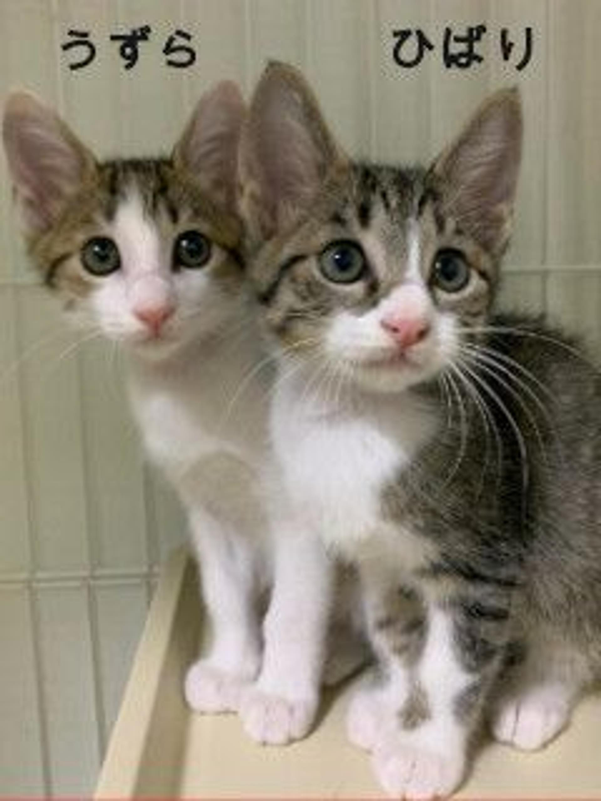 pet-image-6