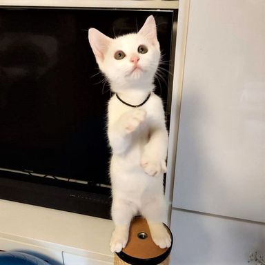 メルティの写真
