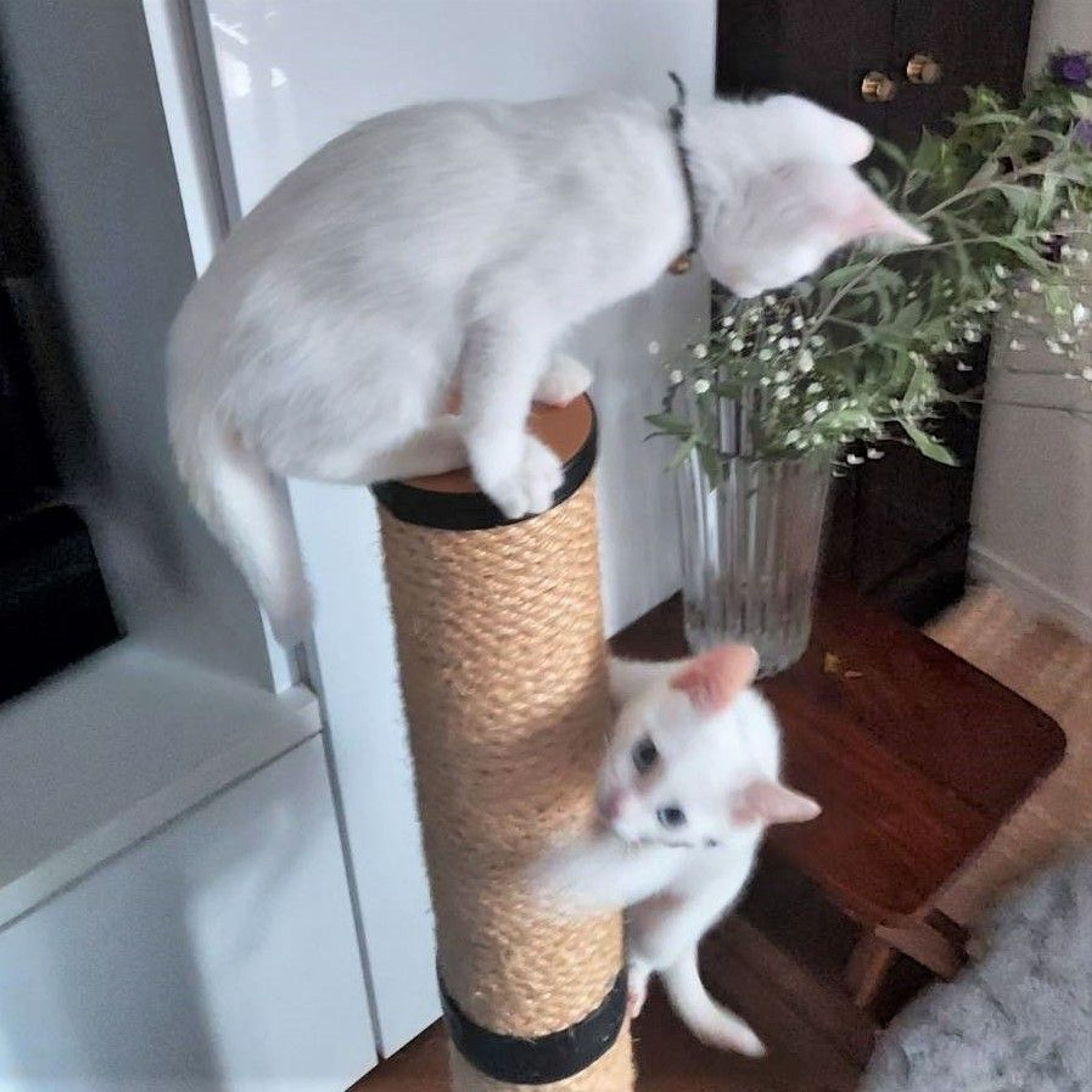 pet-image-3