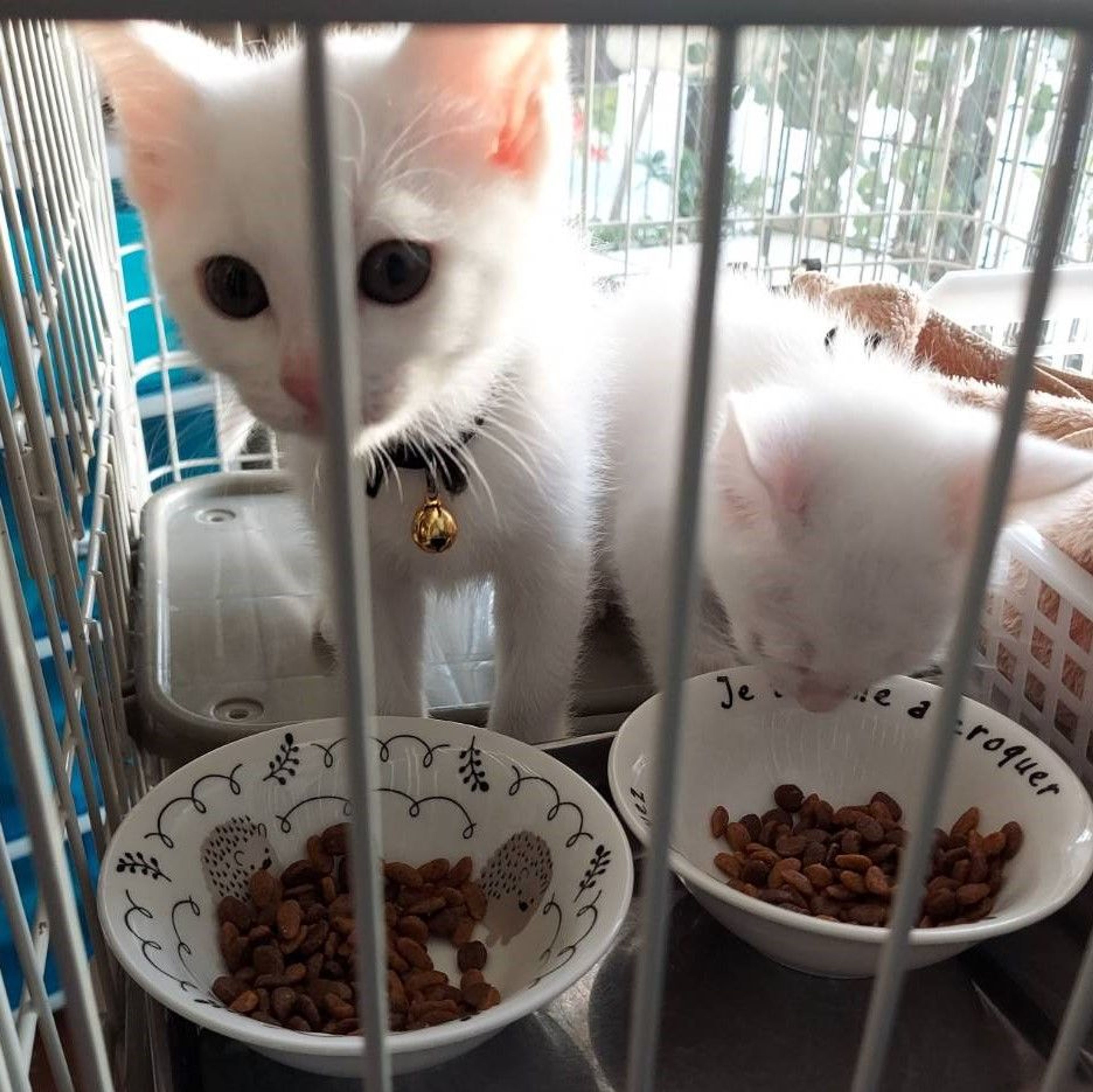 pet-image-5