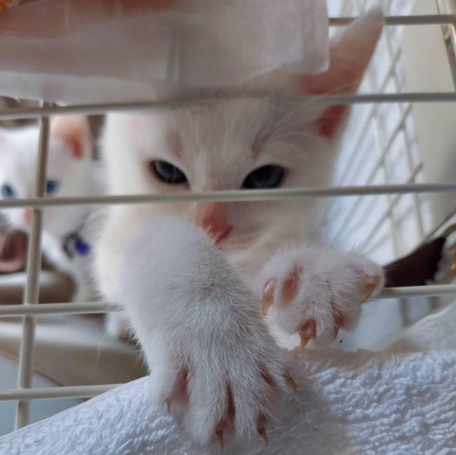 pet-image-6