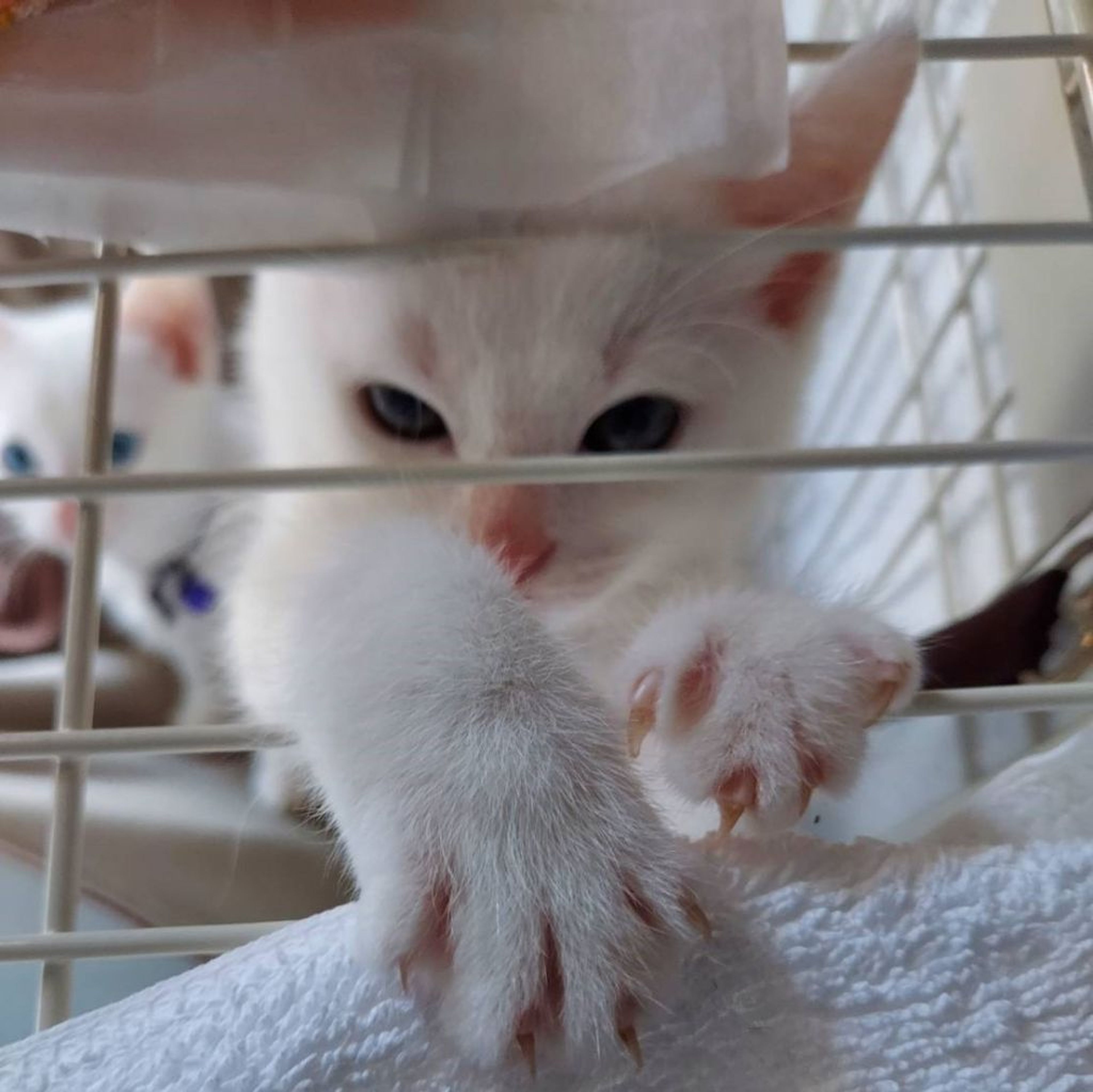 pet-image-6