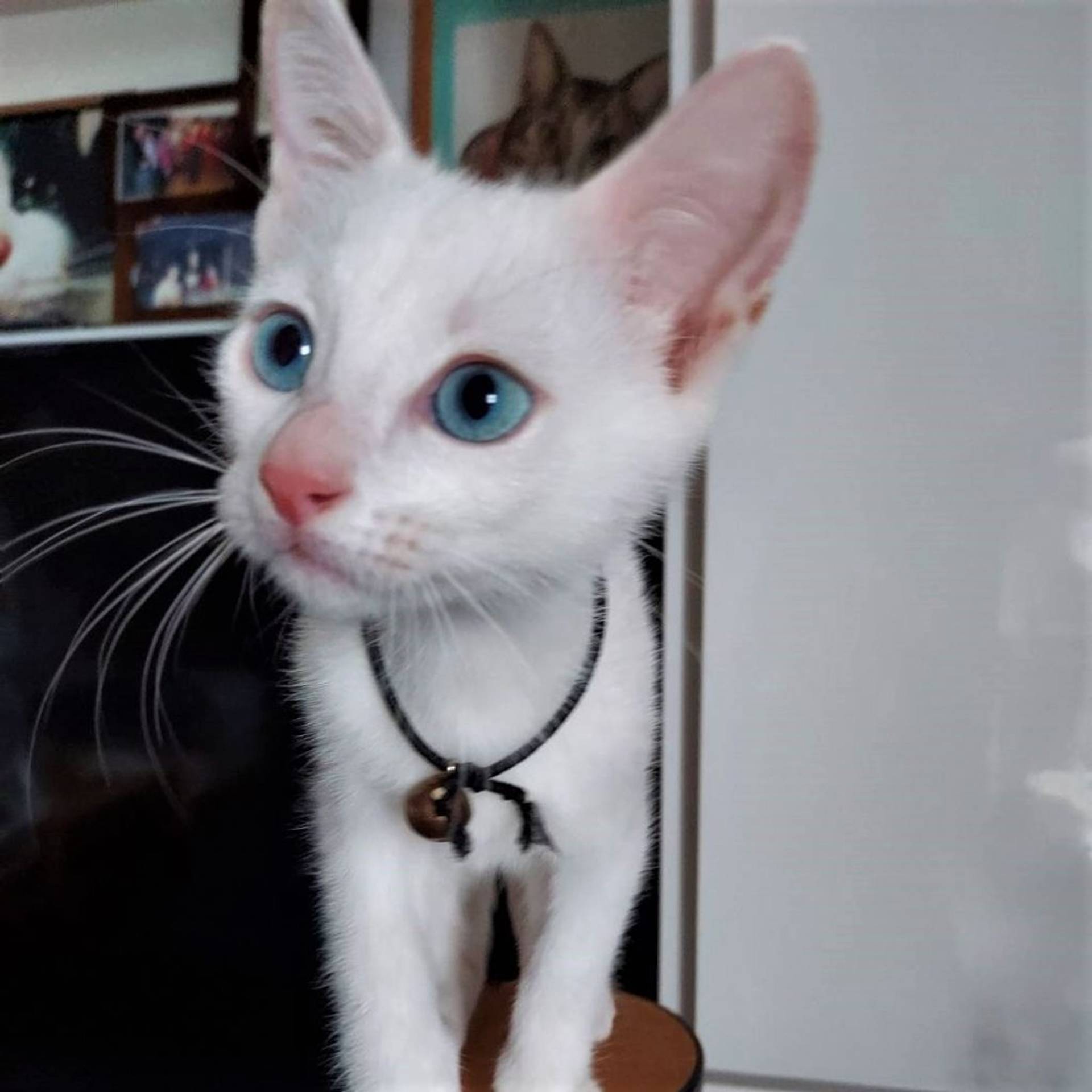 雑種（ミックス猫）・メスの里親募集の写真