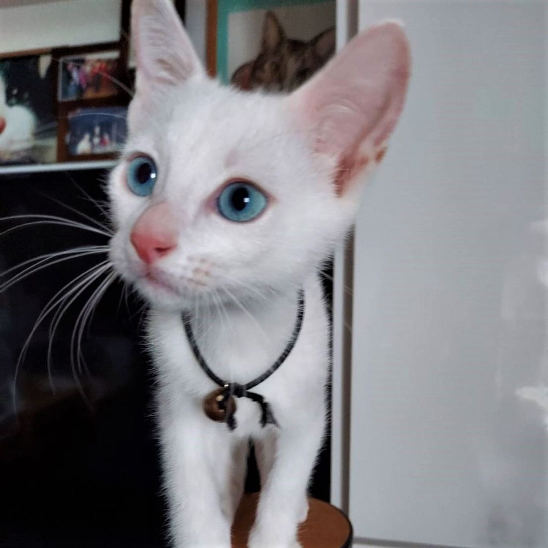 雑種（ミックス猫）・メスの里親募集の写真