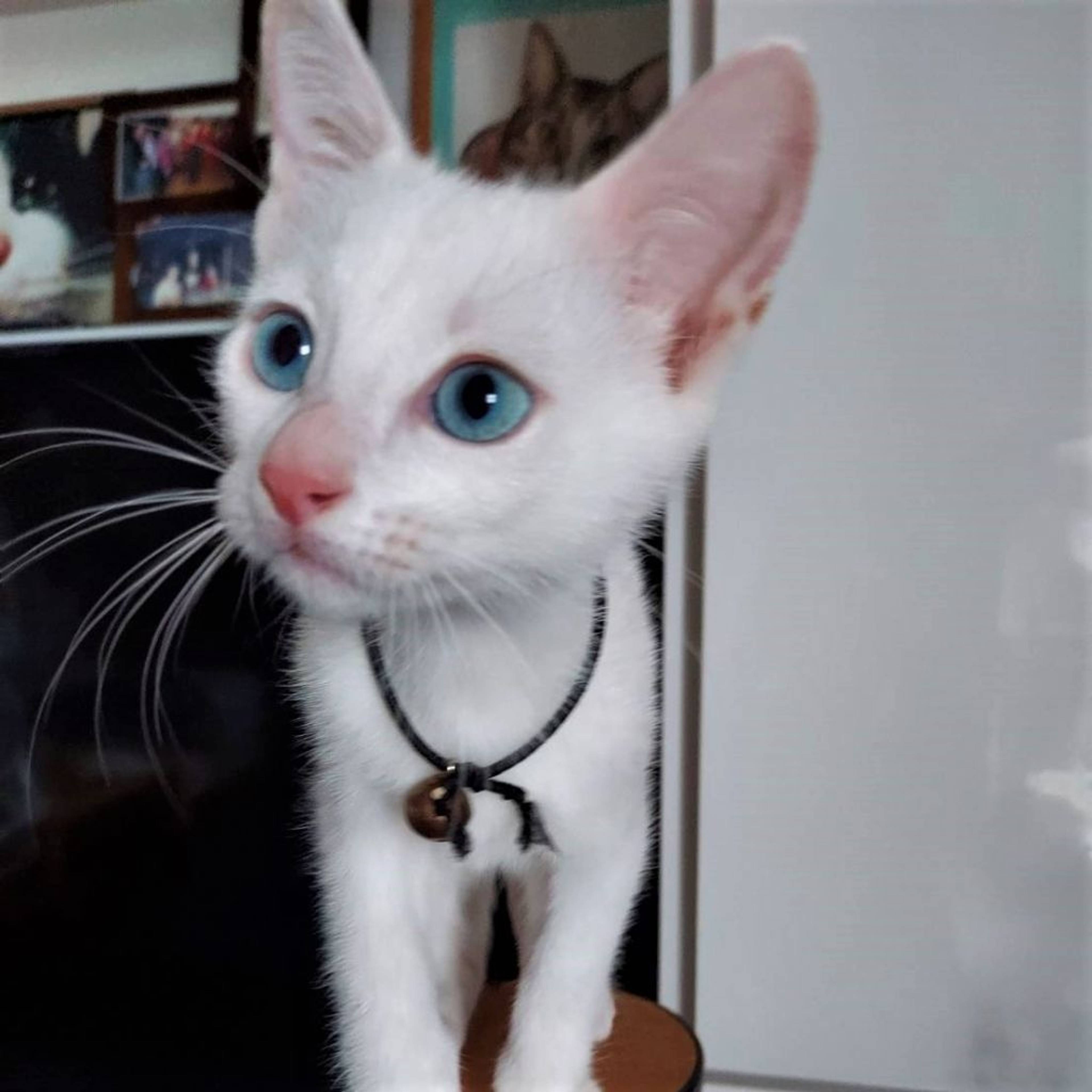 雑種（ミックス猫）・メスの里親募集の写真