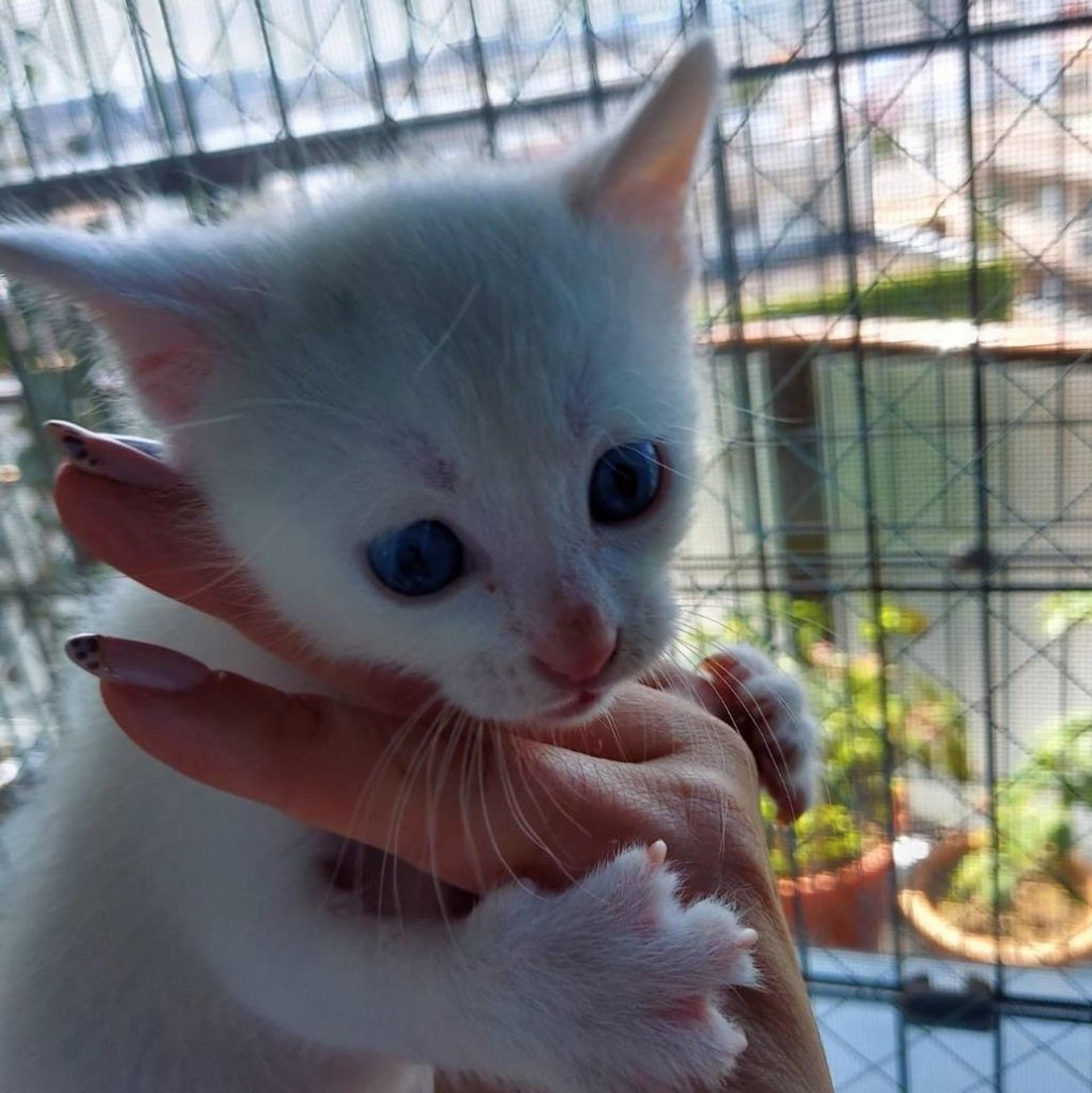 pet-image-4