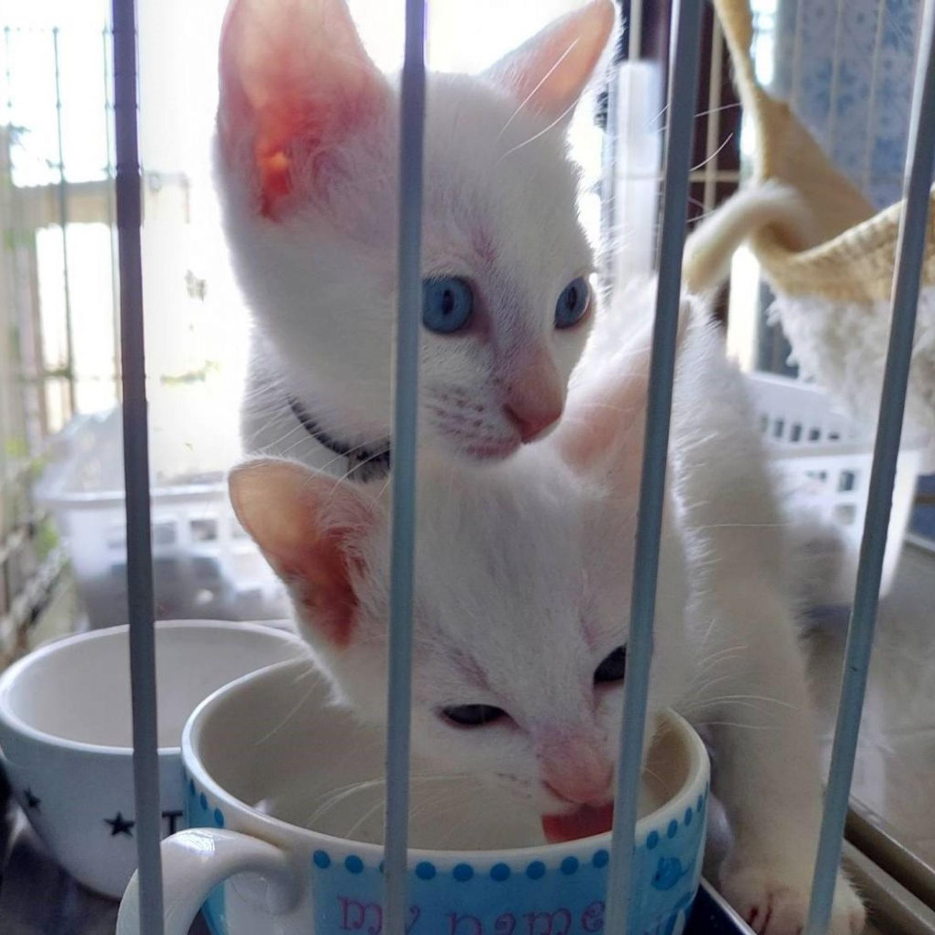 pet-image-5
