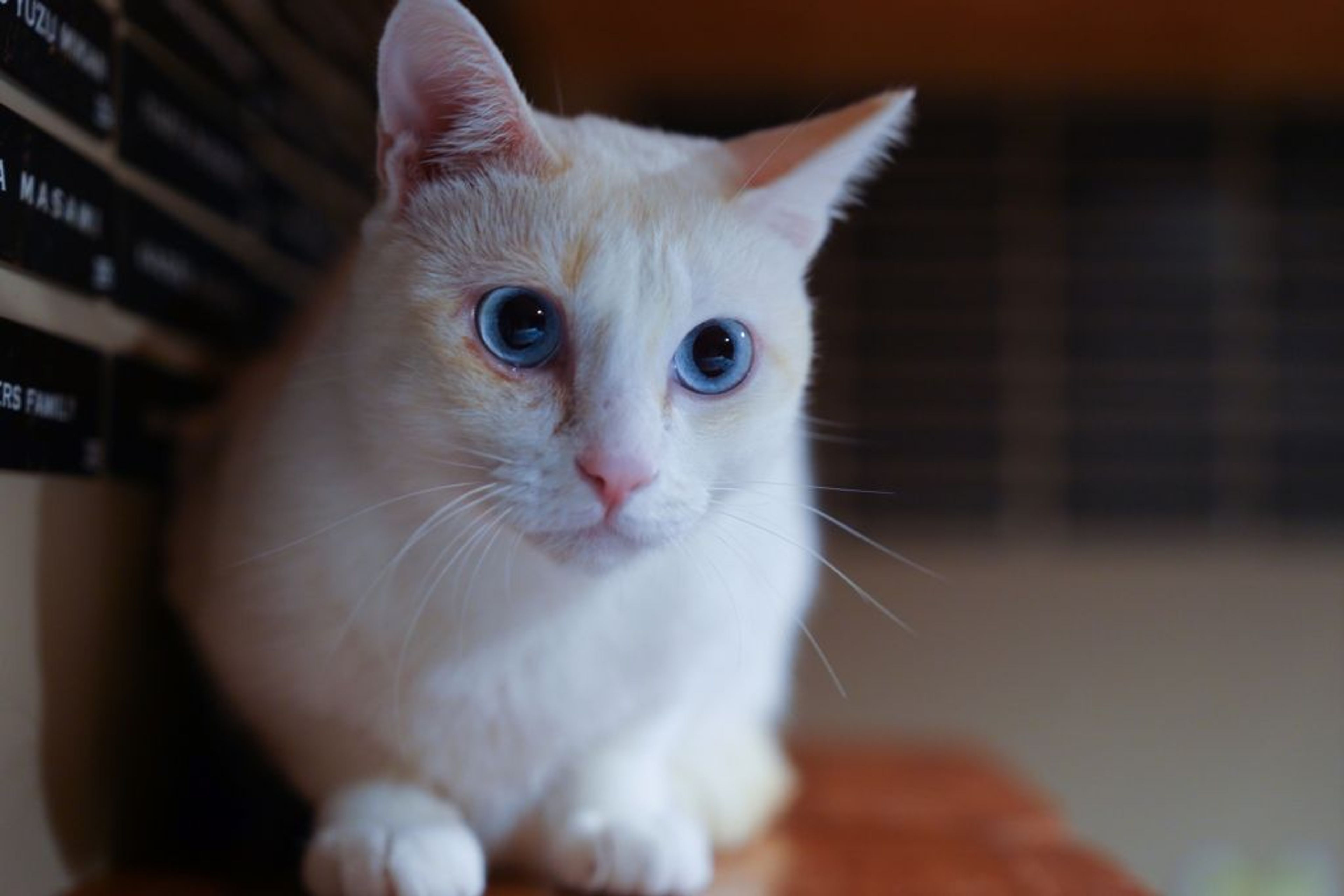 雑種（ミックス猫）・メスの里親募集の写真