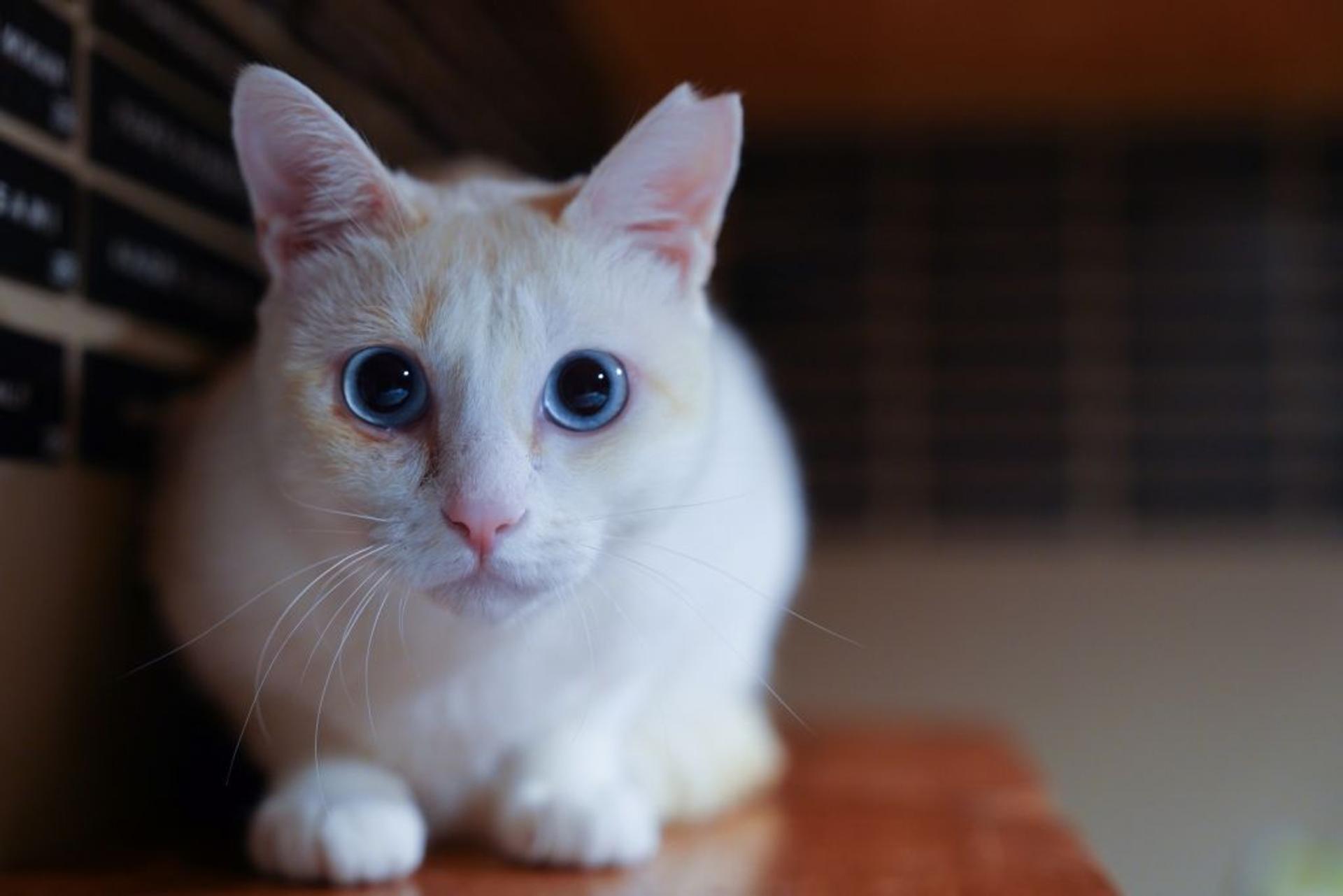 pet-image-3