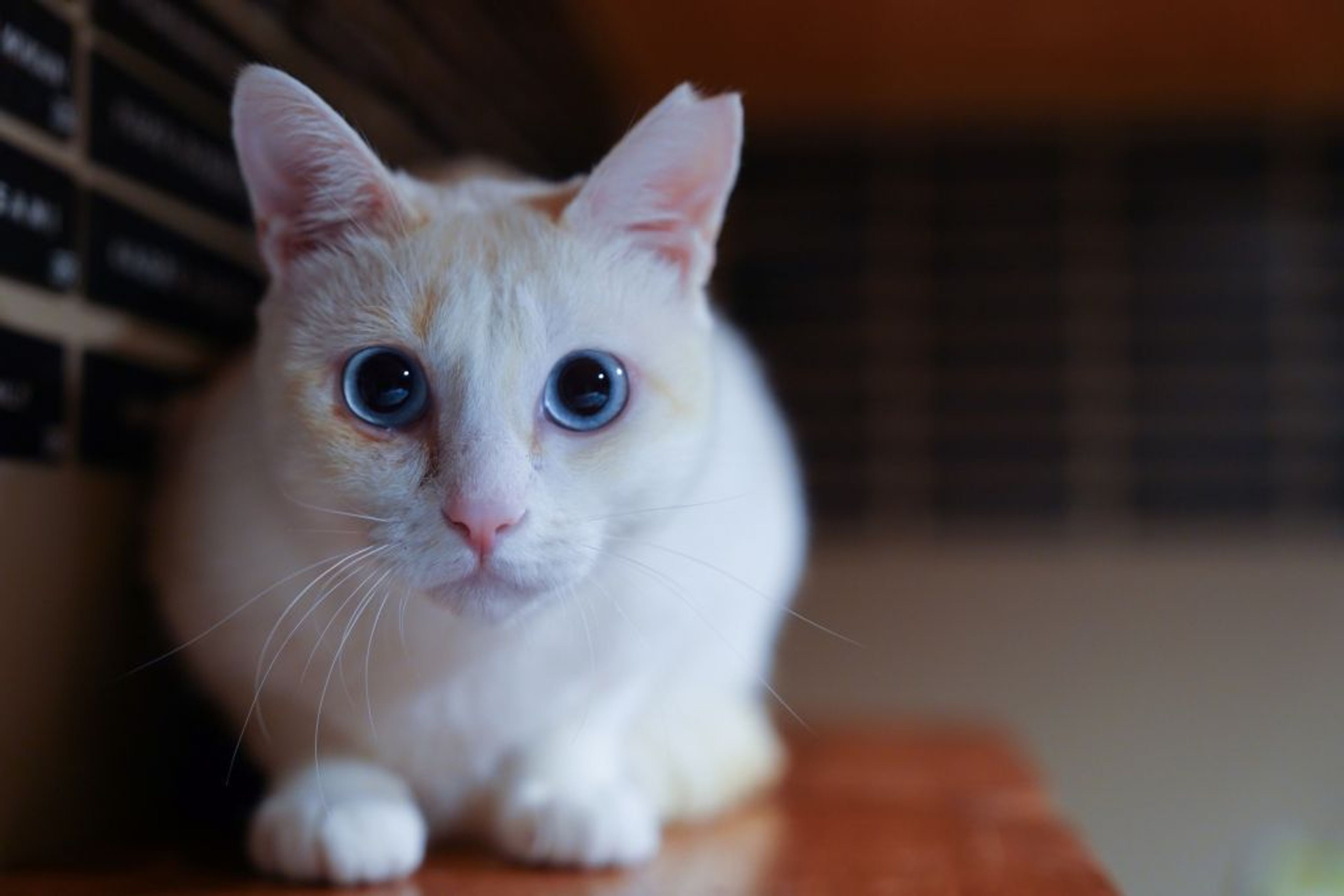 pet-image-3