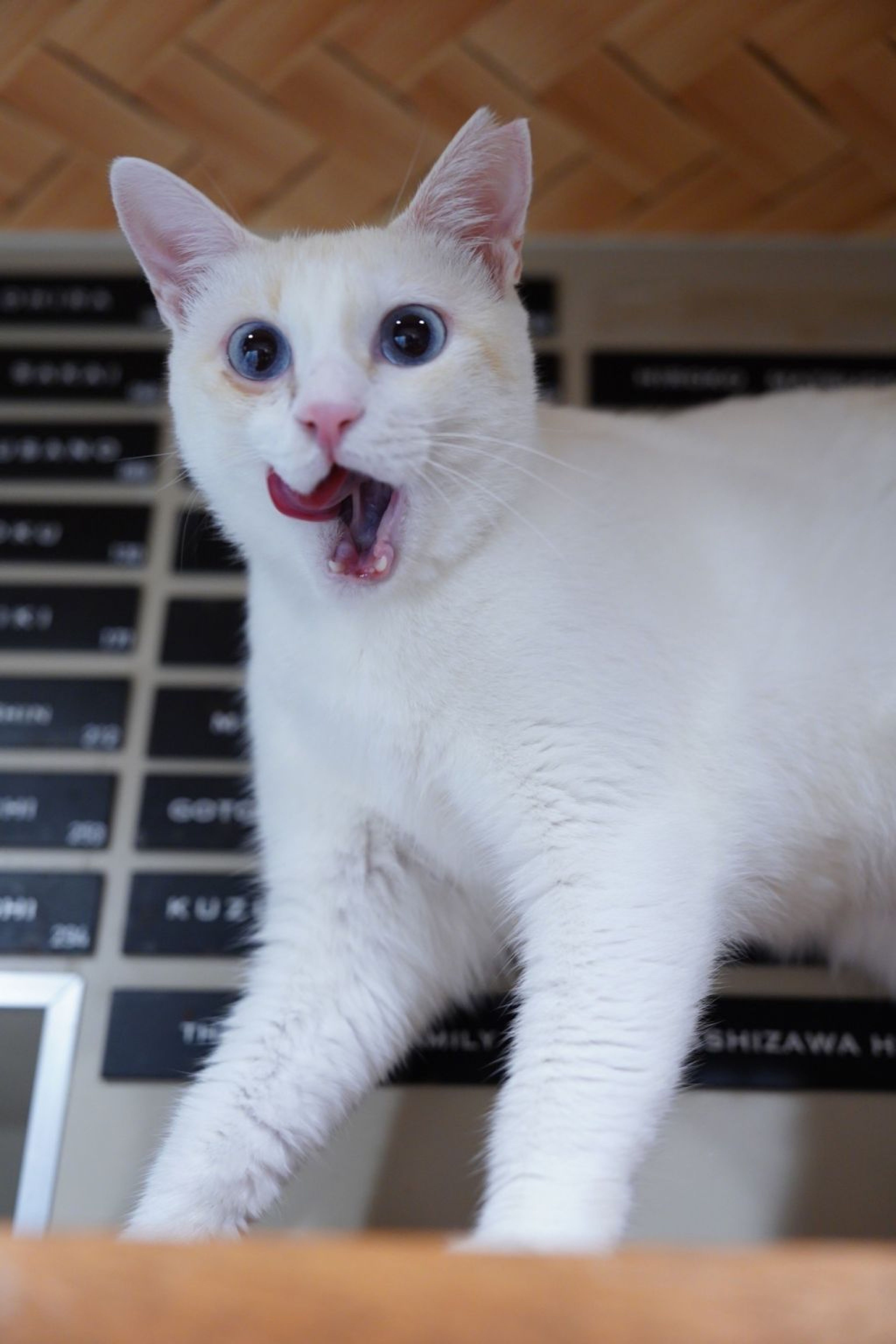 pet-image-4