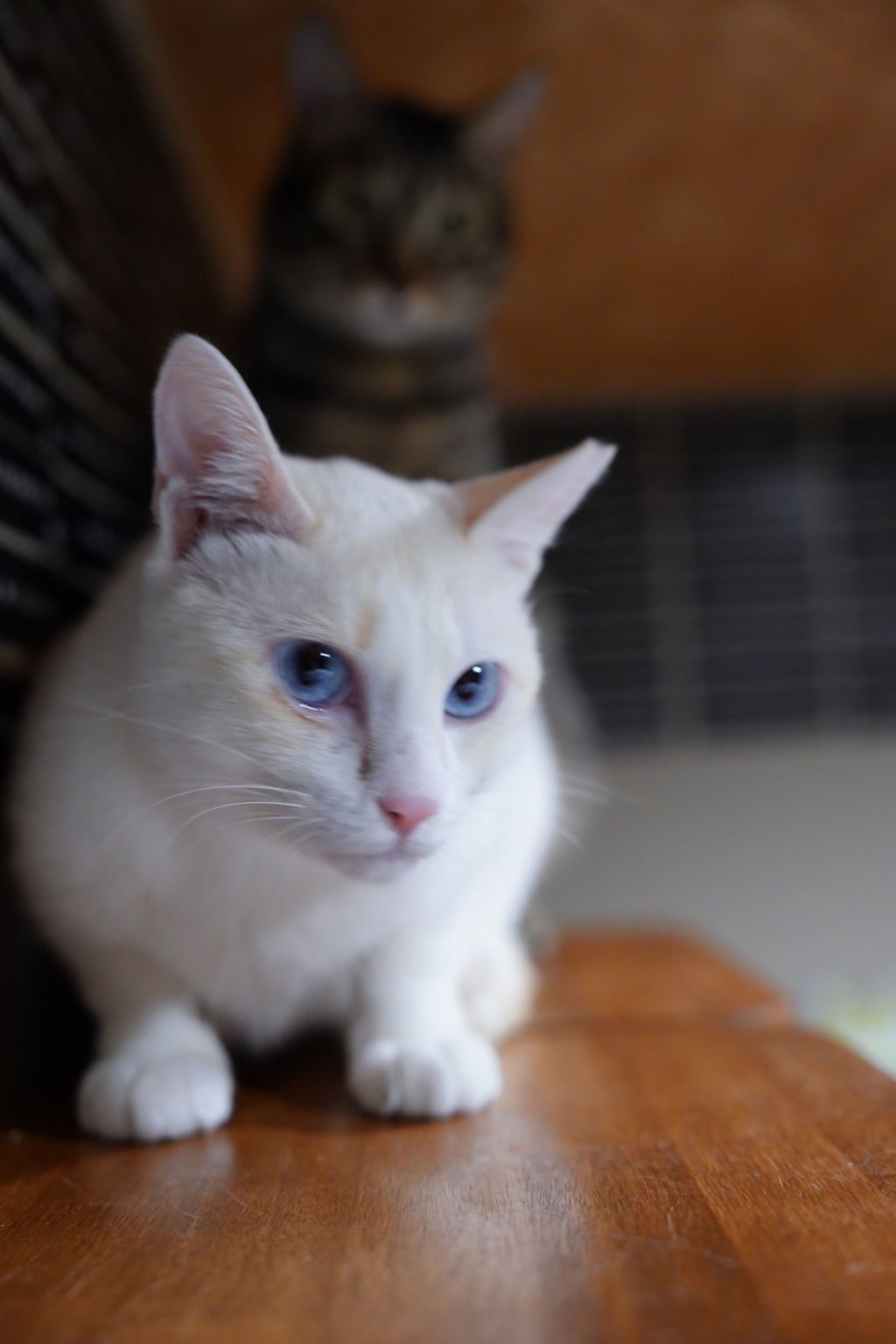 pet-image-5