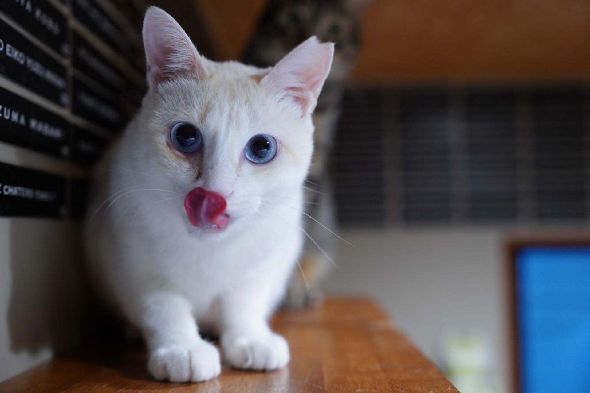 pet-image-6