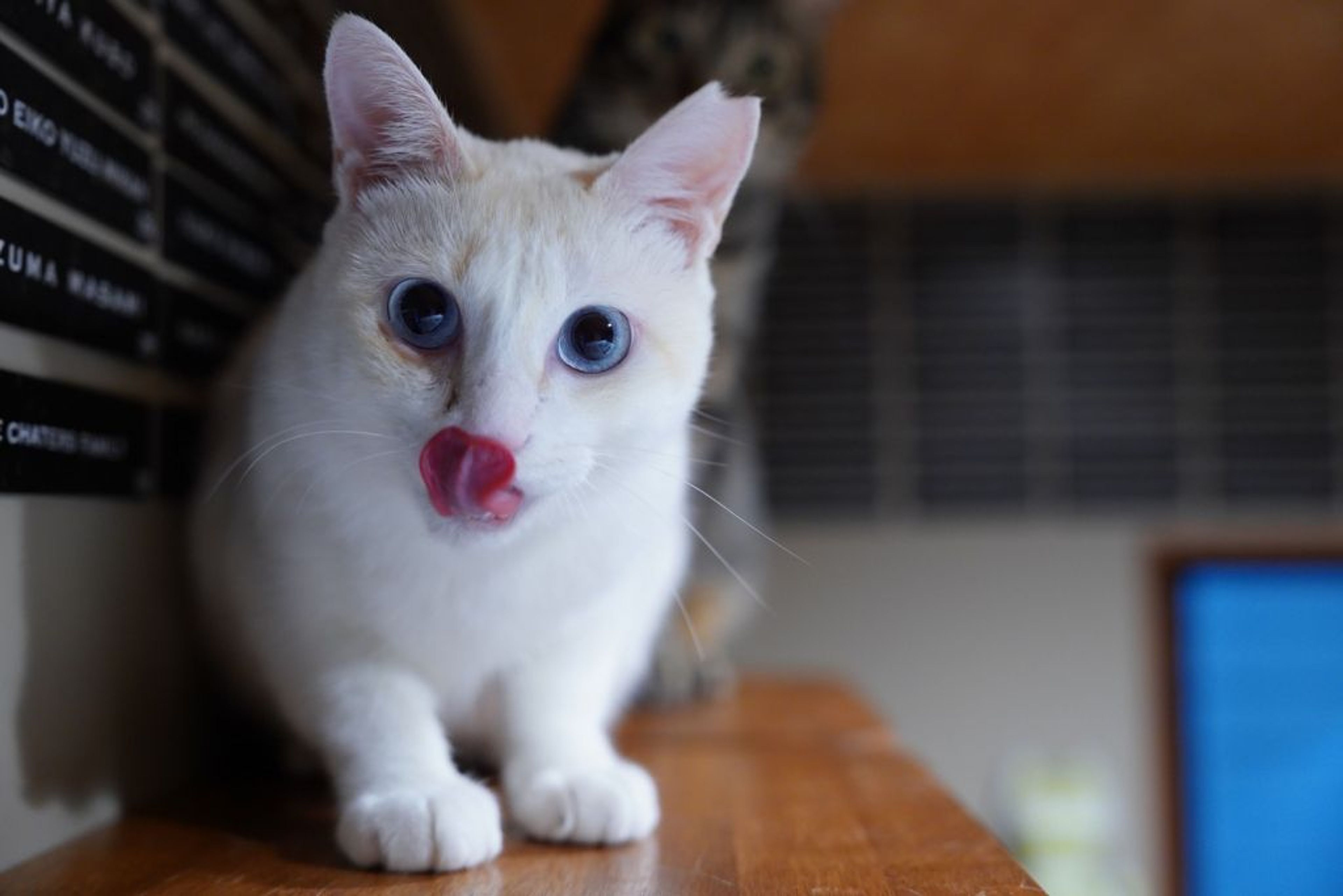 pet-image-6