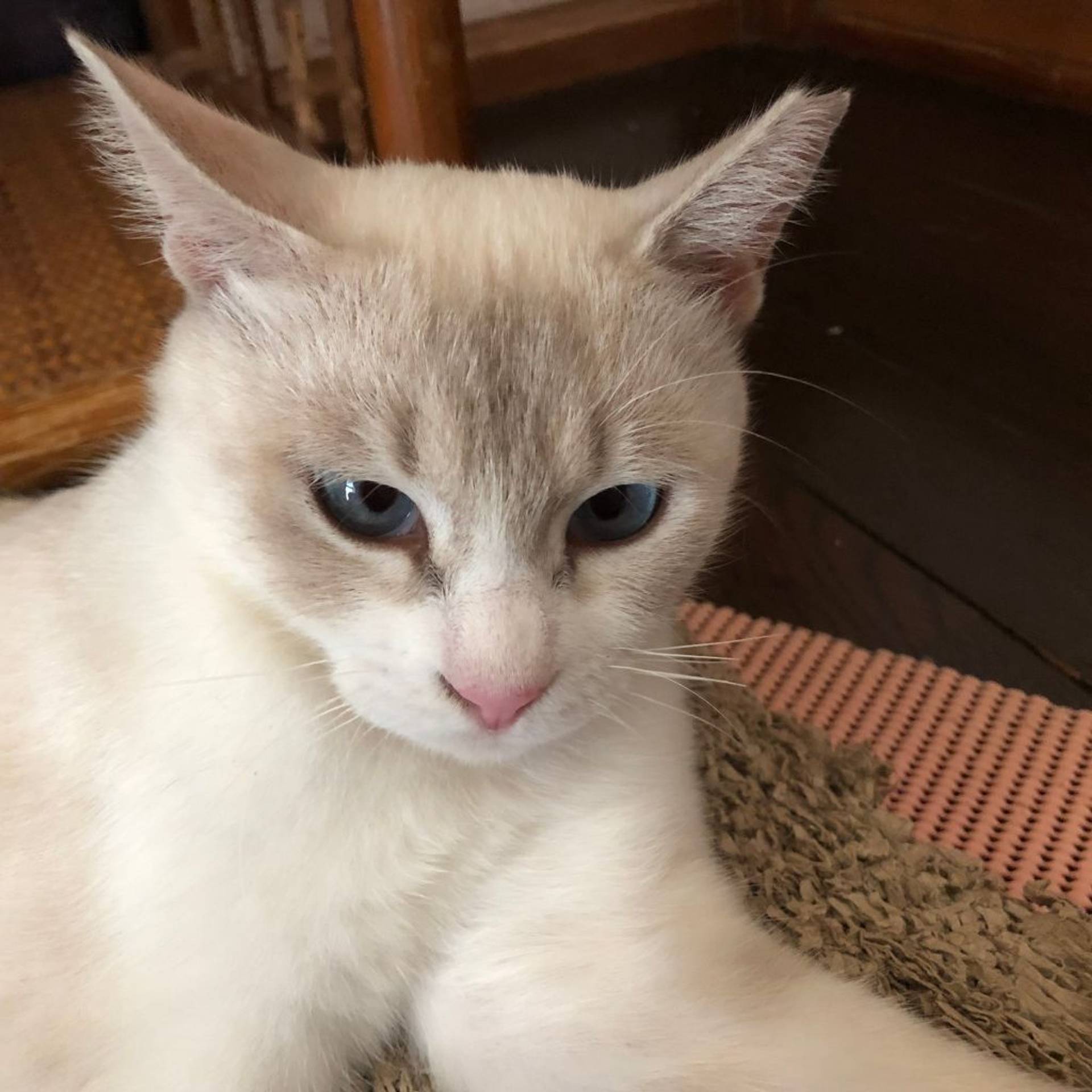 雑種（ミックス猫）・メスの里親募集の写真