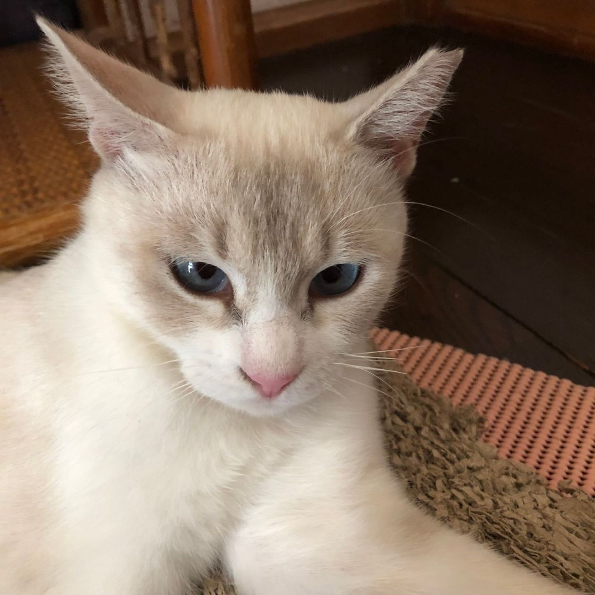 雑種（ミックス猫）・メスの里親募集の写真