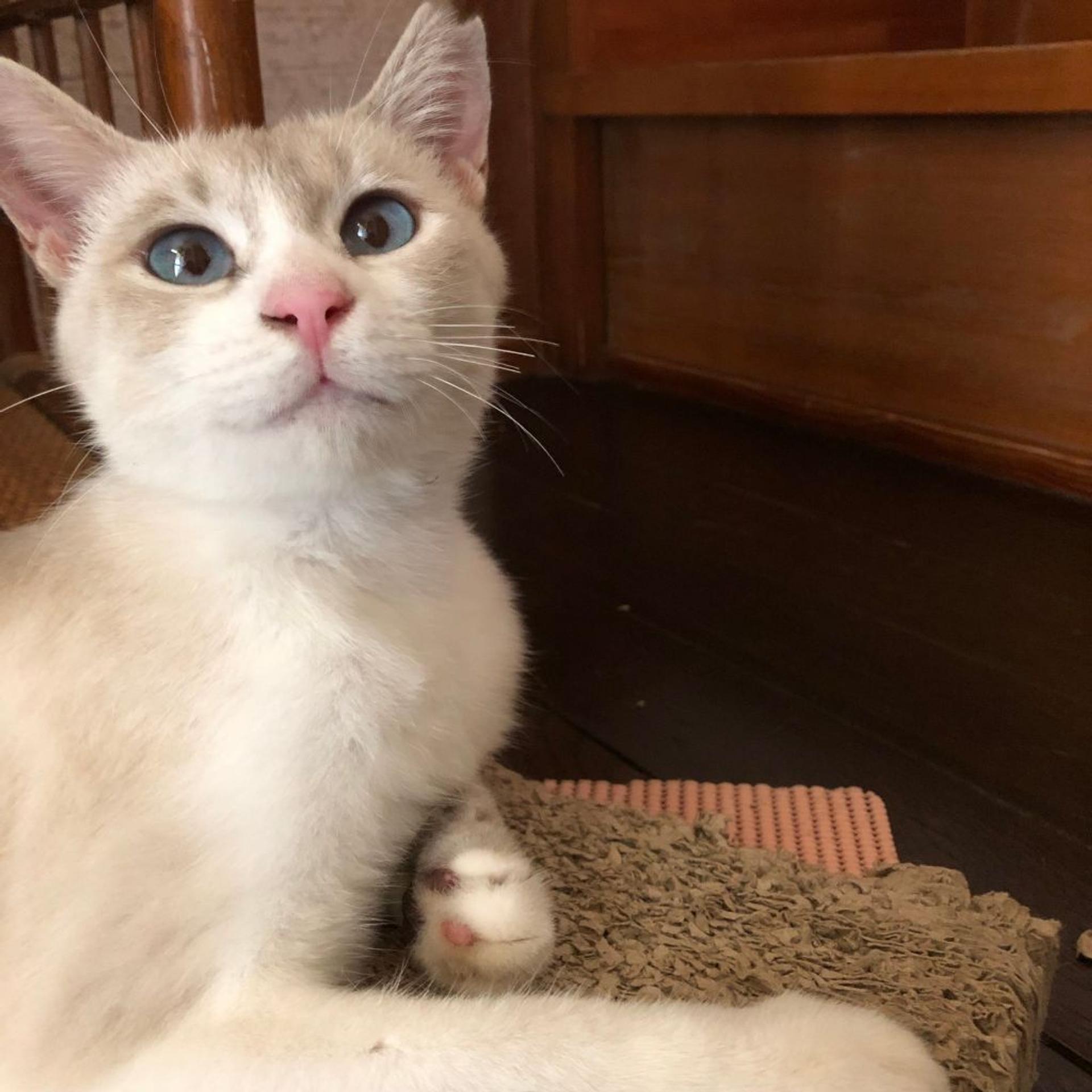 pet-image-2