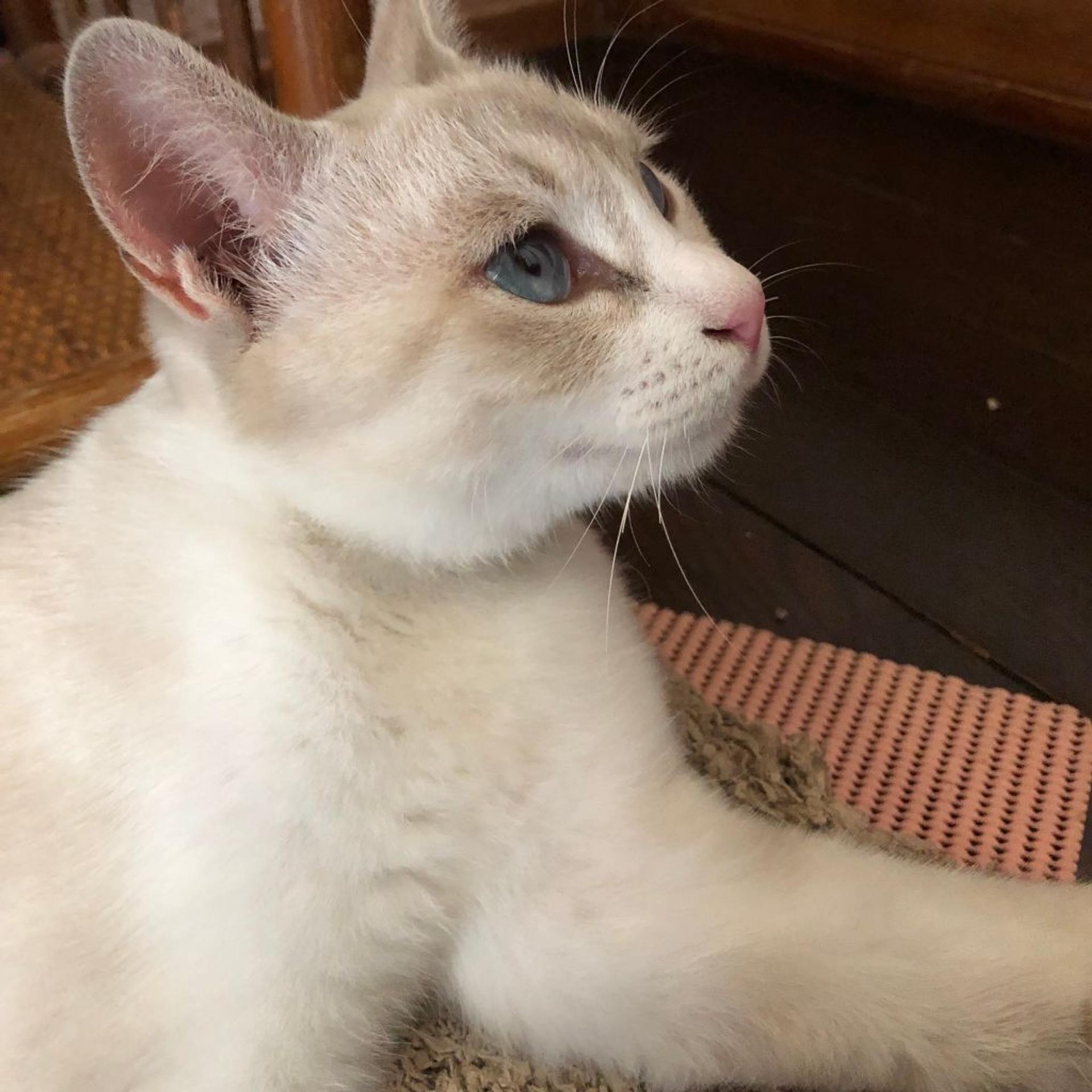 pet-image-3