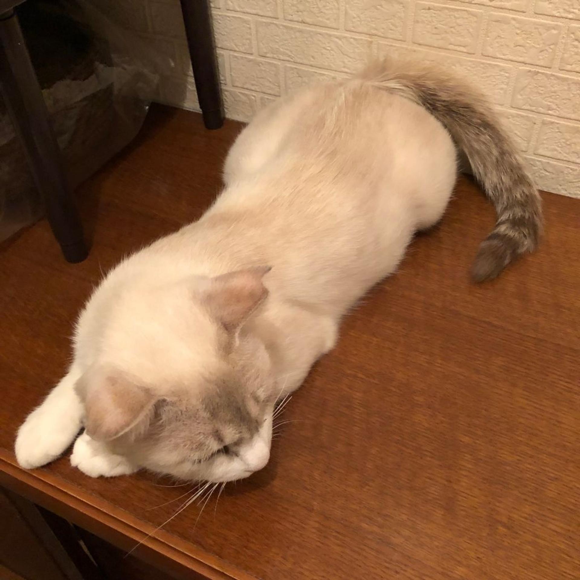 pet-image-4