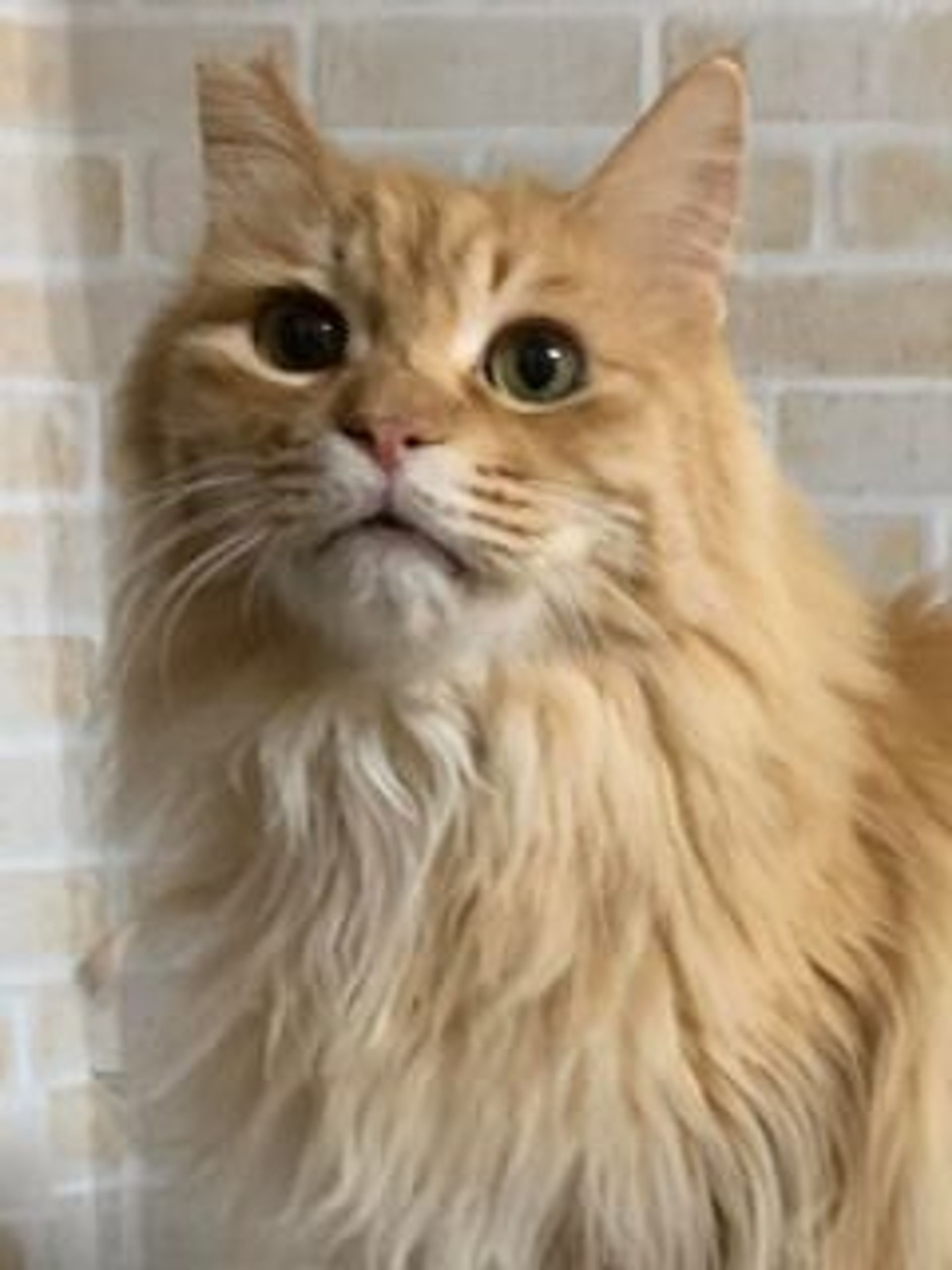 雑種（ミックス猫）・オスの里親募集の写真
