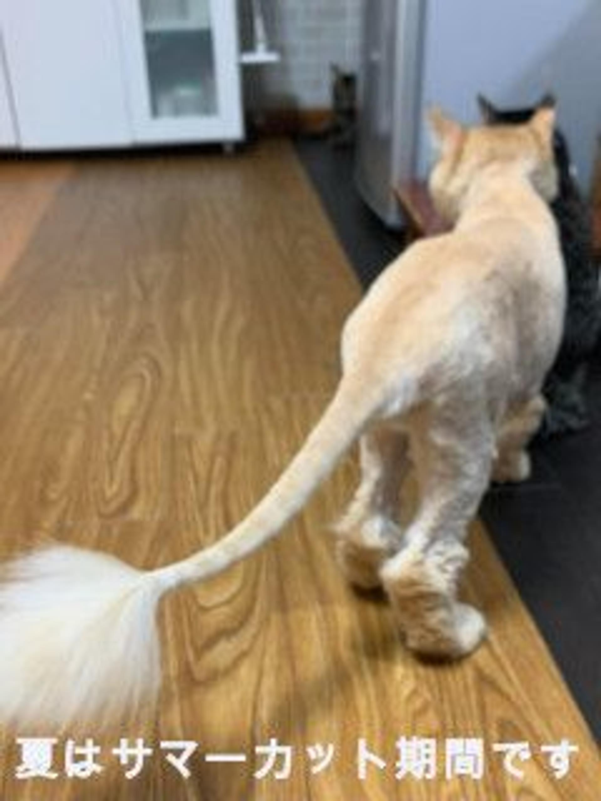 pet-image-7