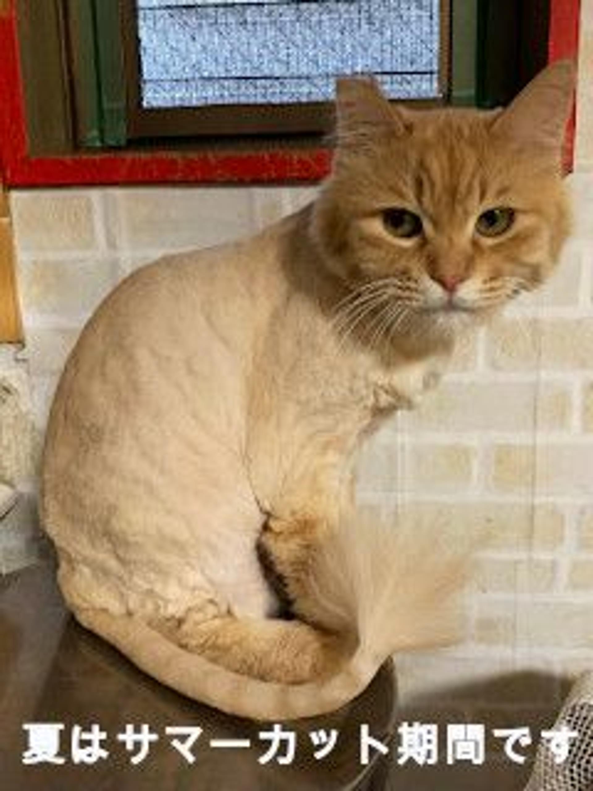pet-image-8