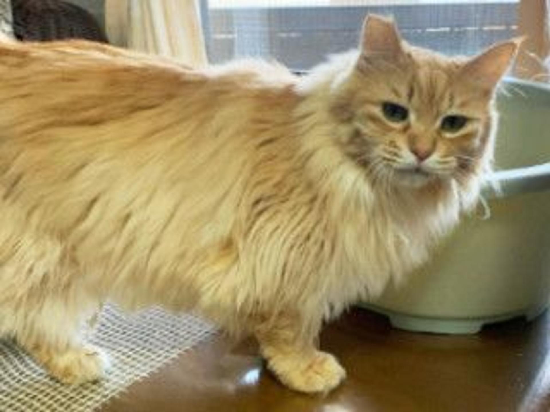 pet-image-9