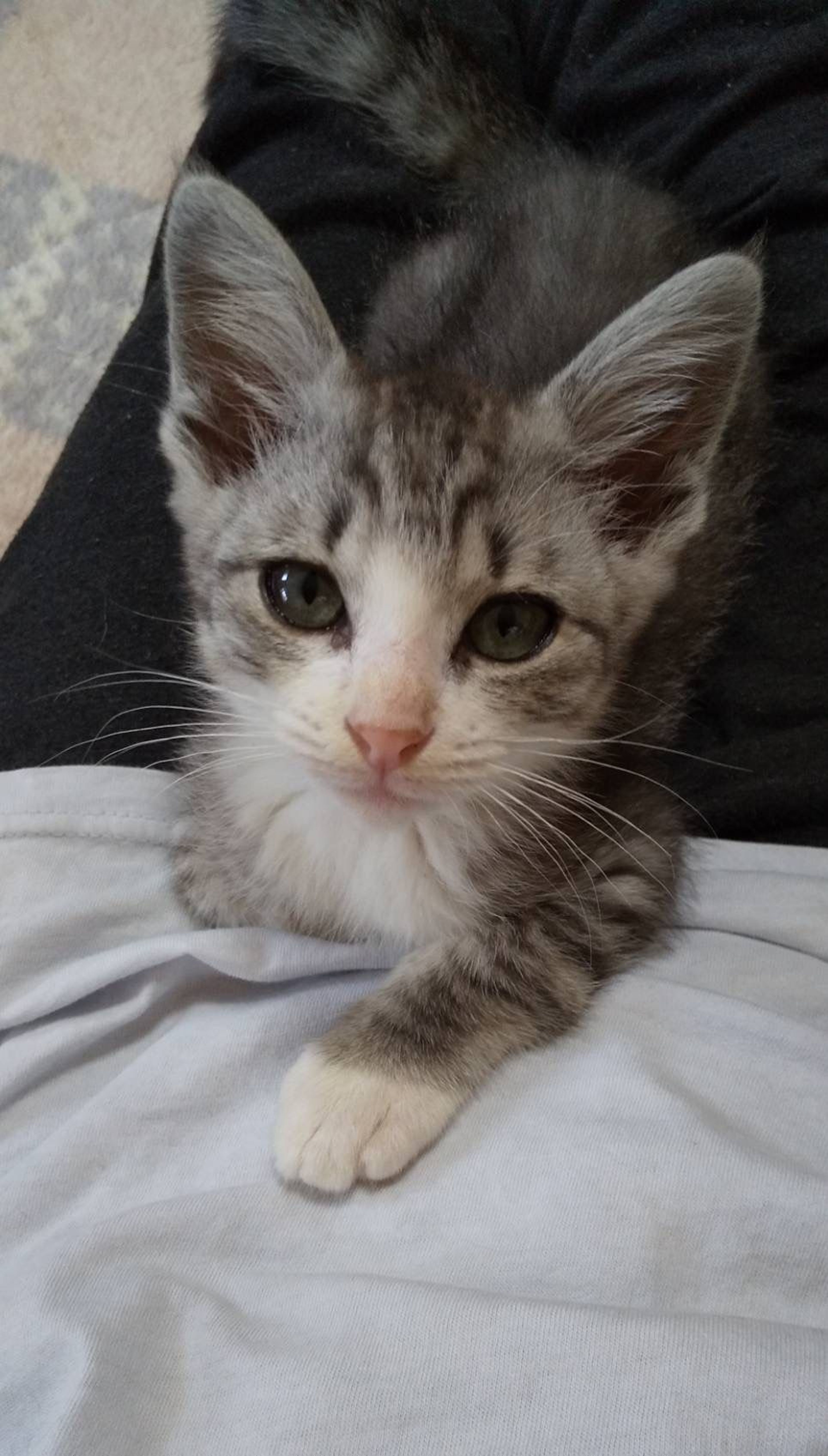 pet-image-2