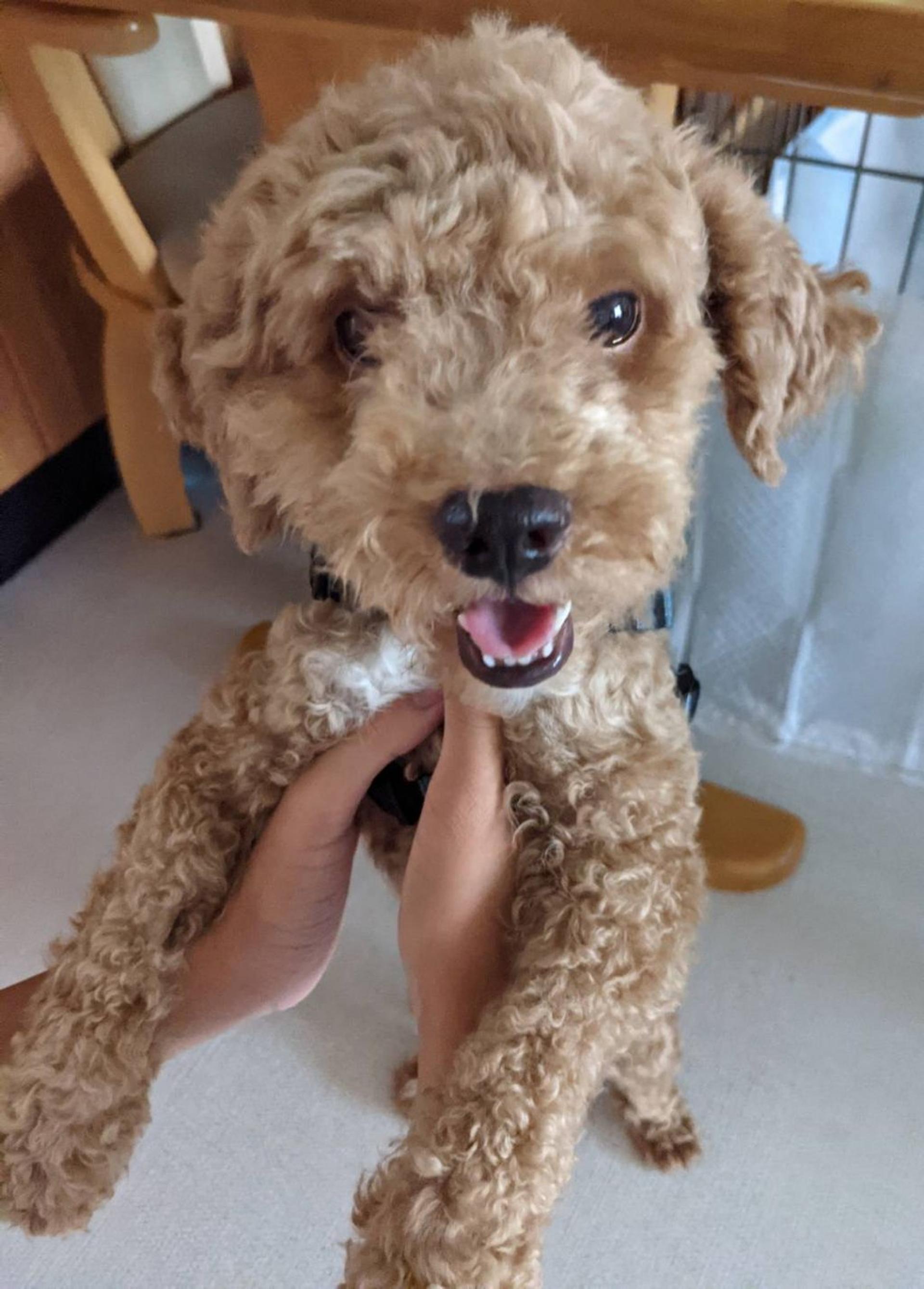 pet-image-5