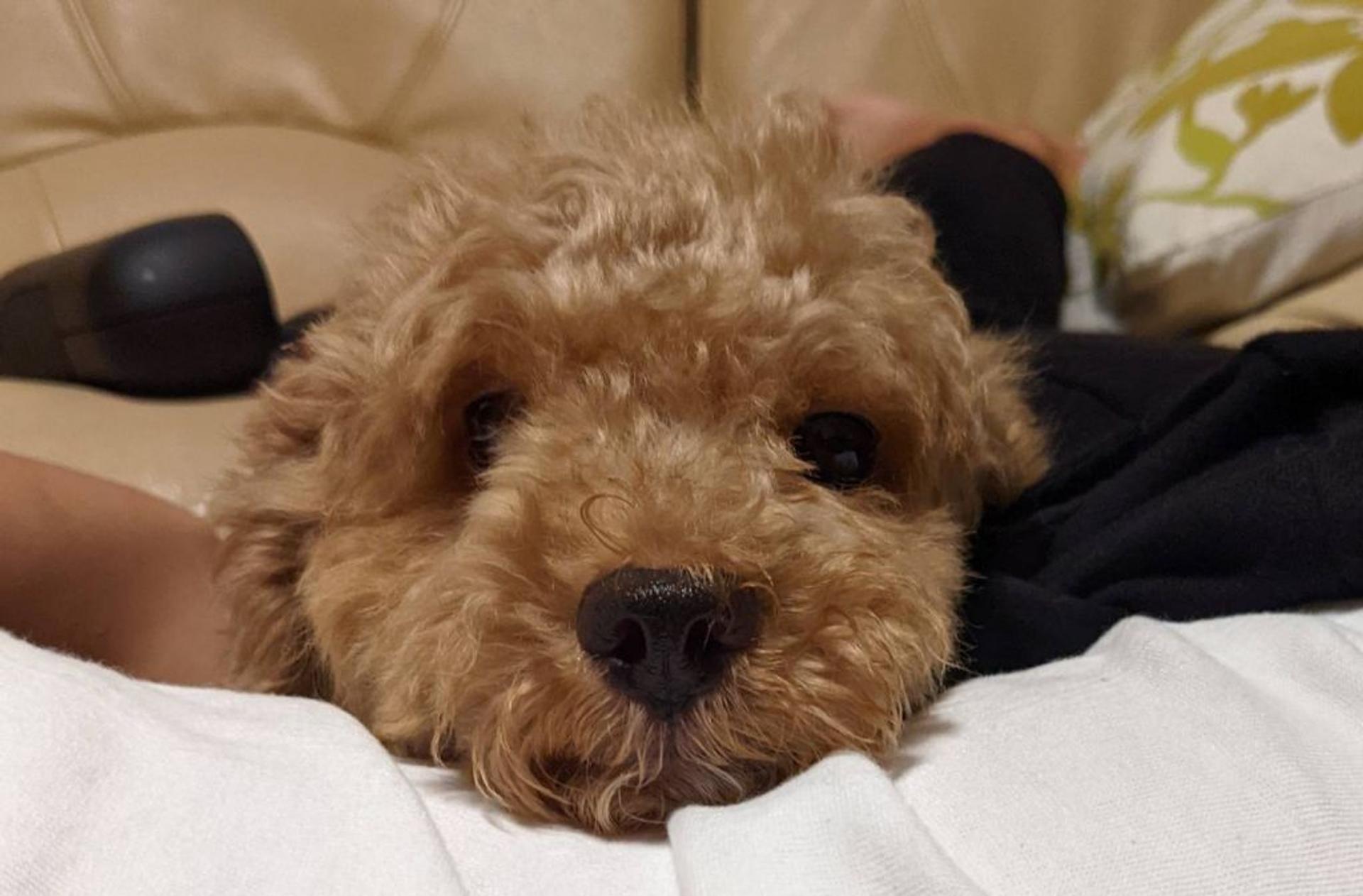 pet-image-8