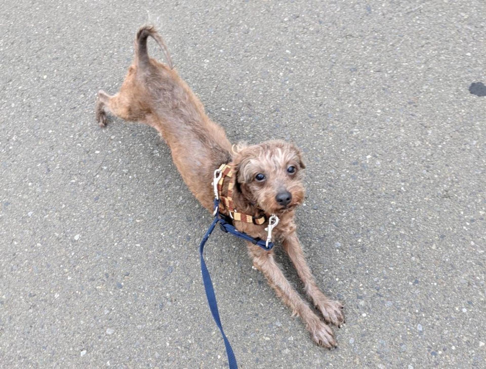 pet-image-2
