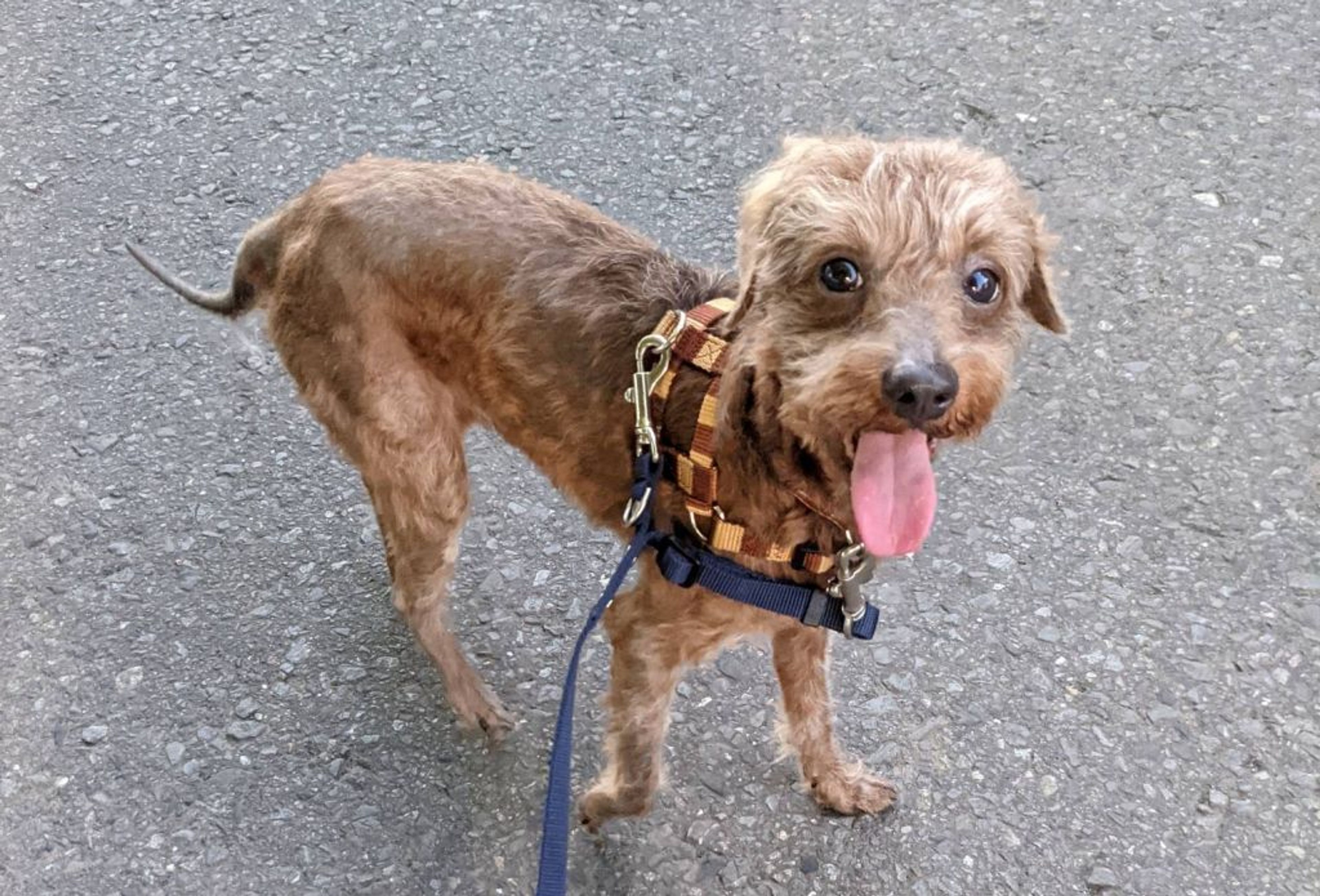 pet-image-3