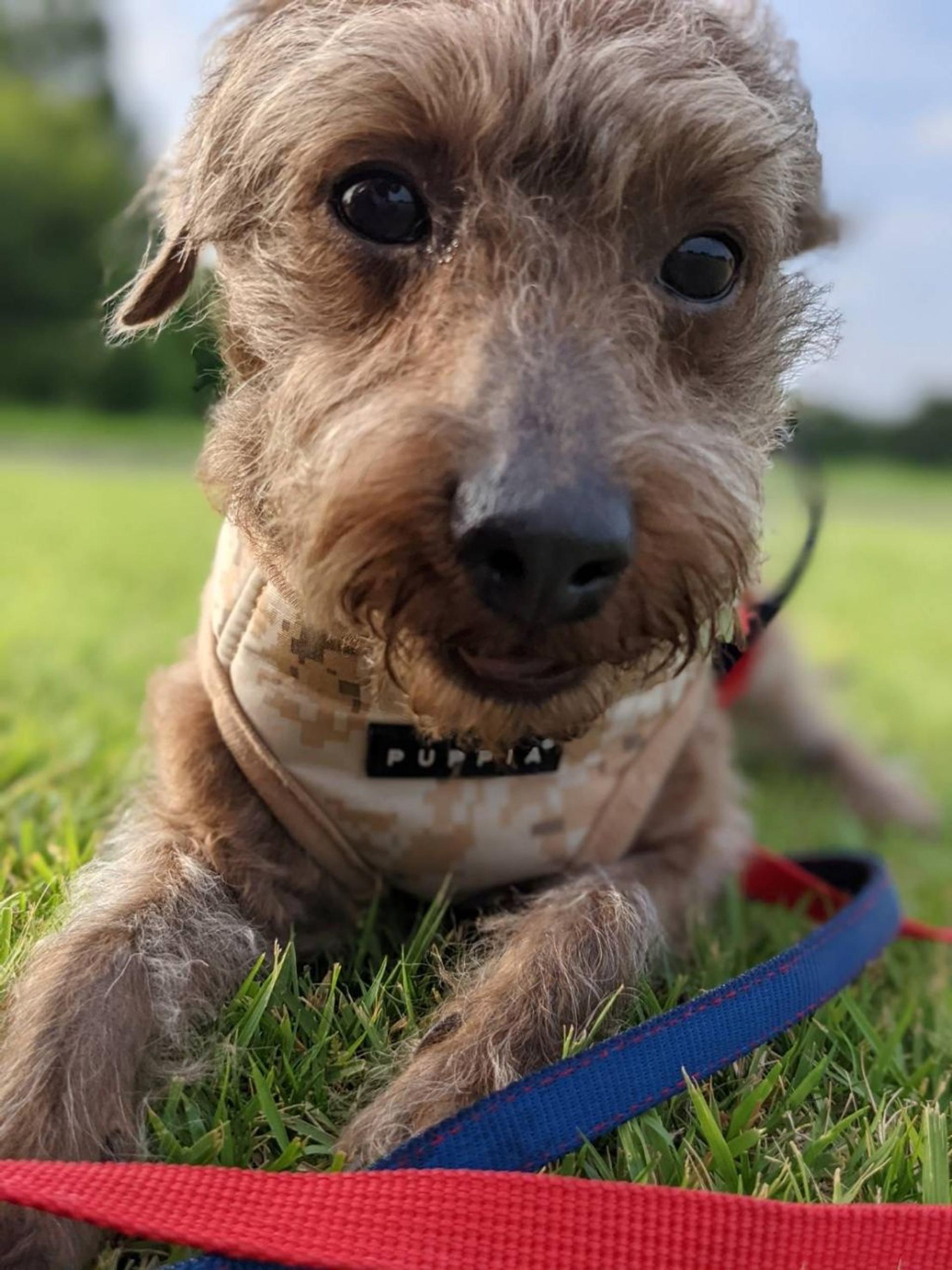 pet-image-4