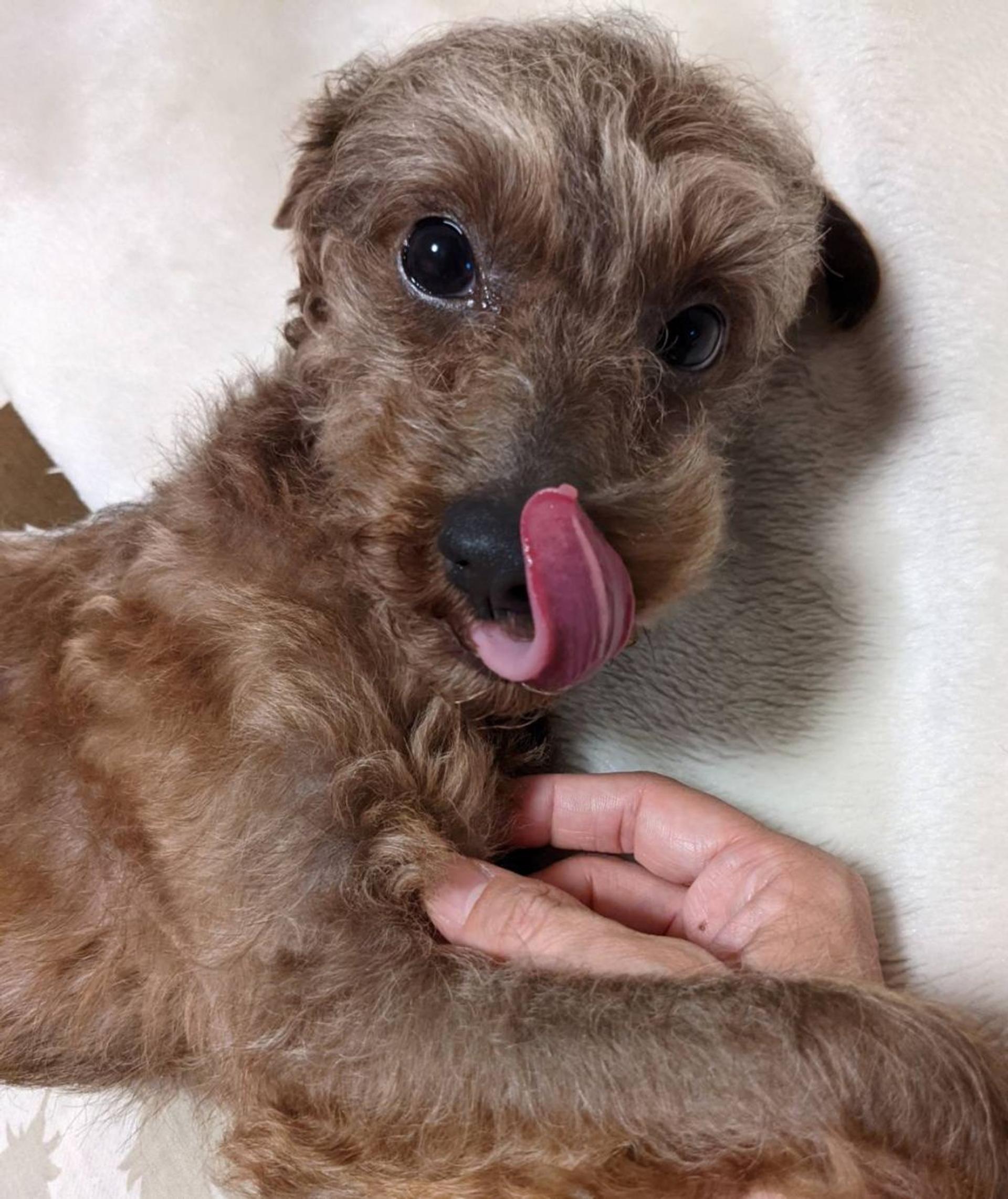 pet-image-8