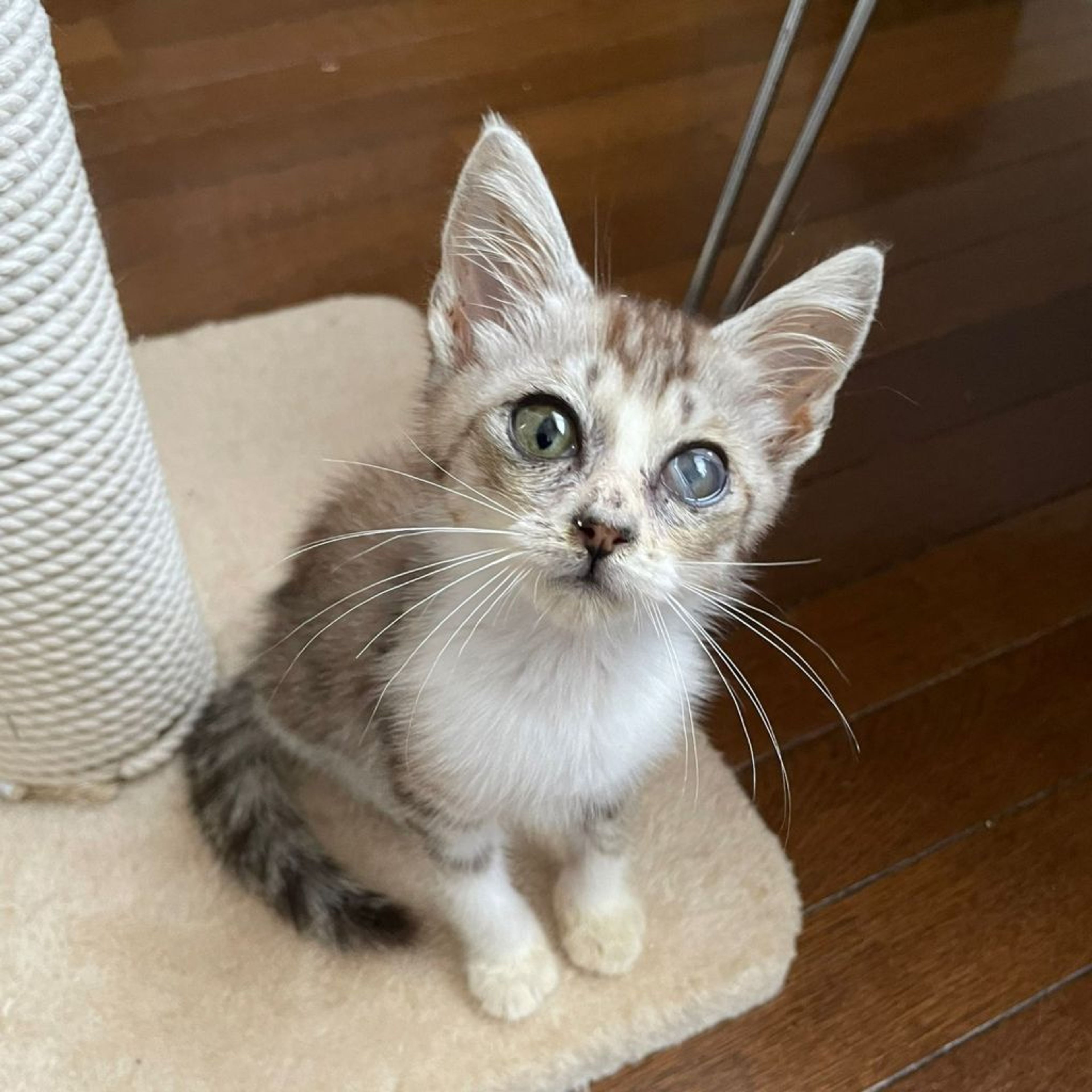雑種（ミックス猫）・オスの里親募集の写真