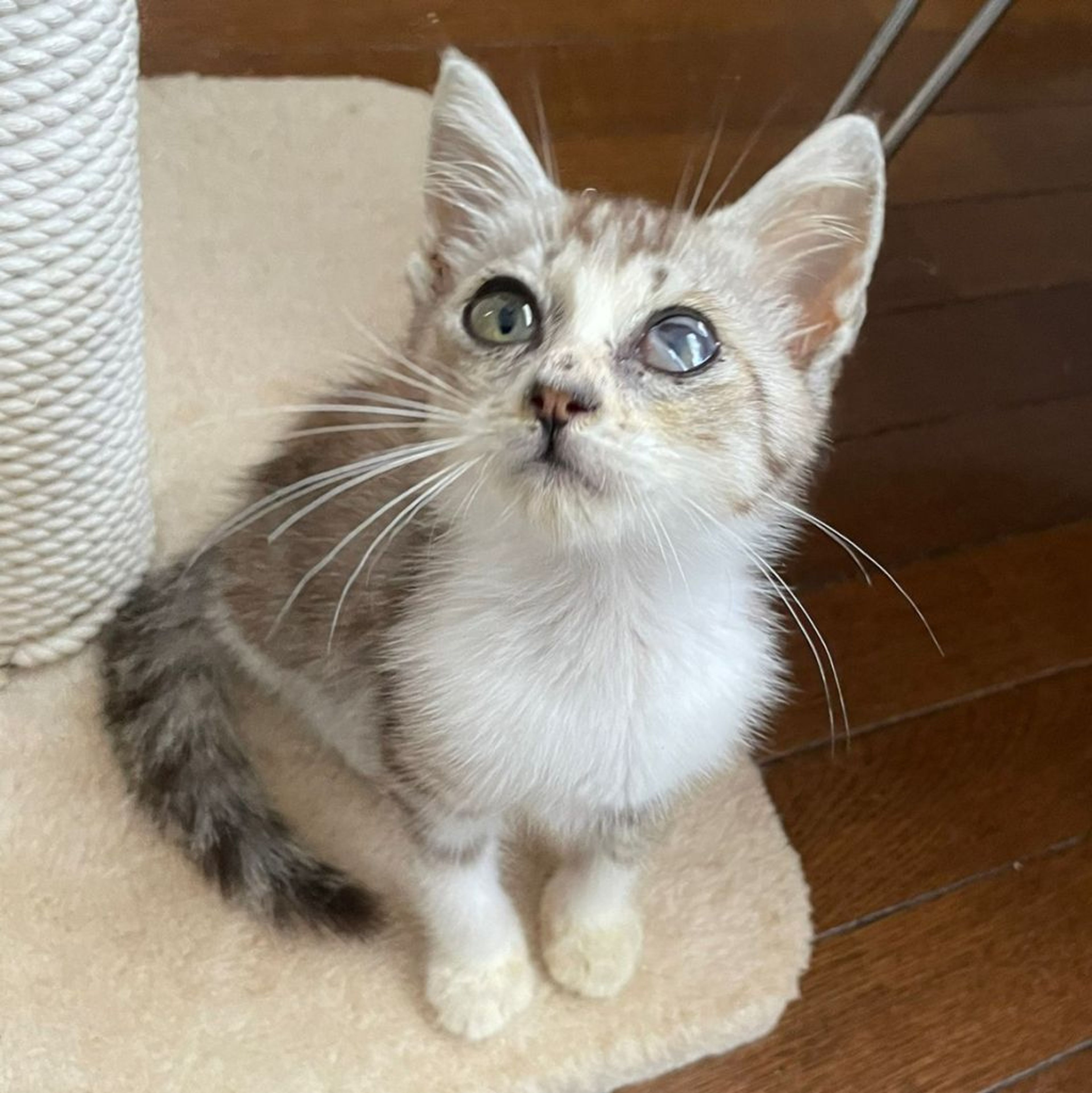 pet-image-3
