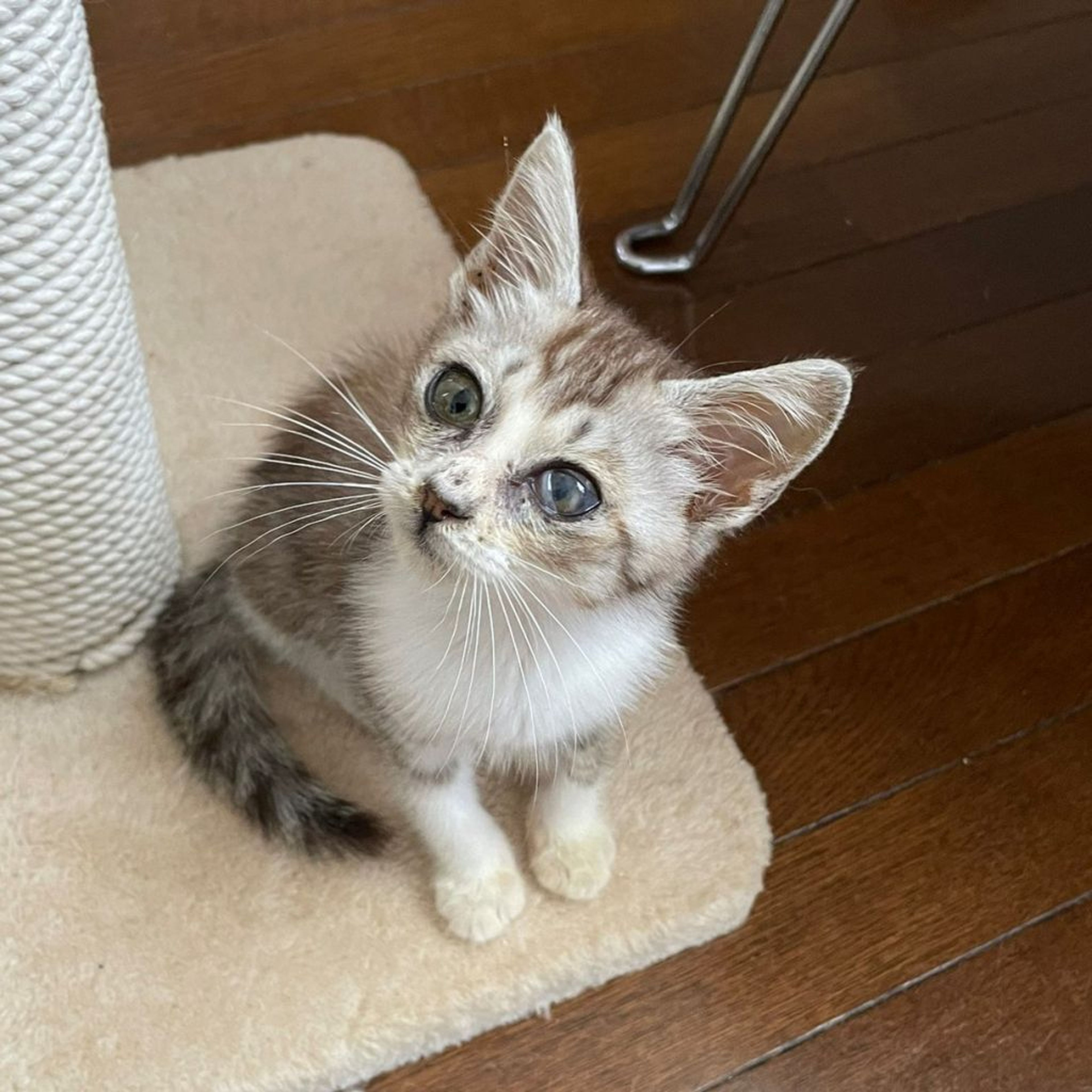 pet-image-4