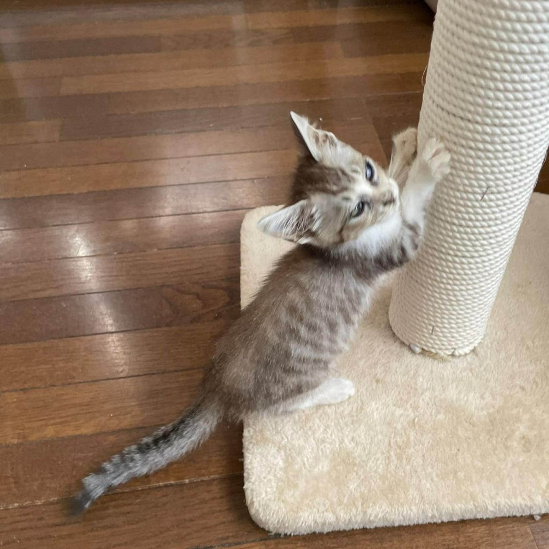 pet-image-5