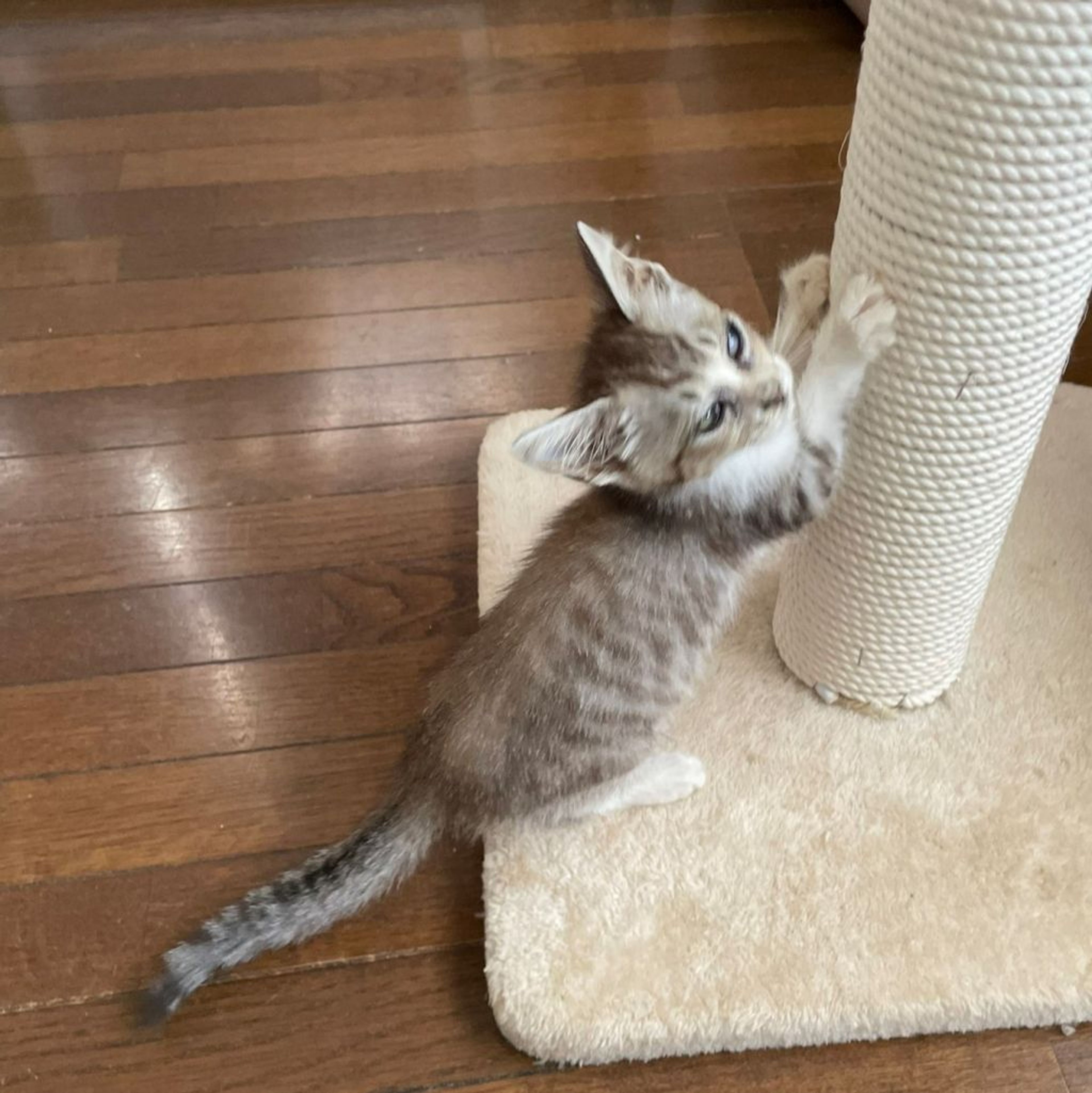 pet-image-5
