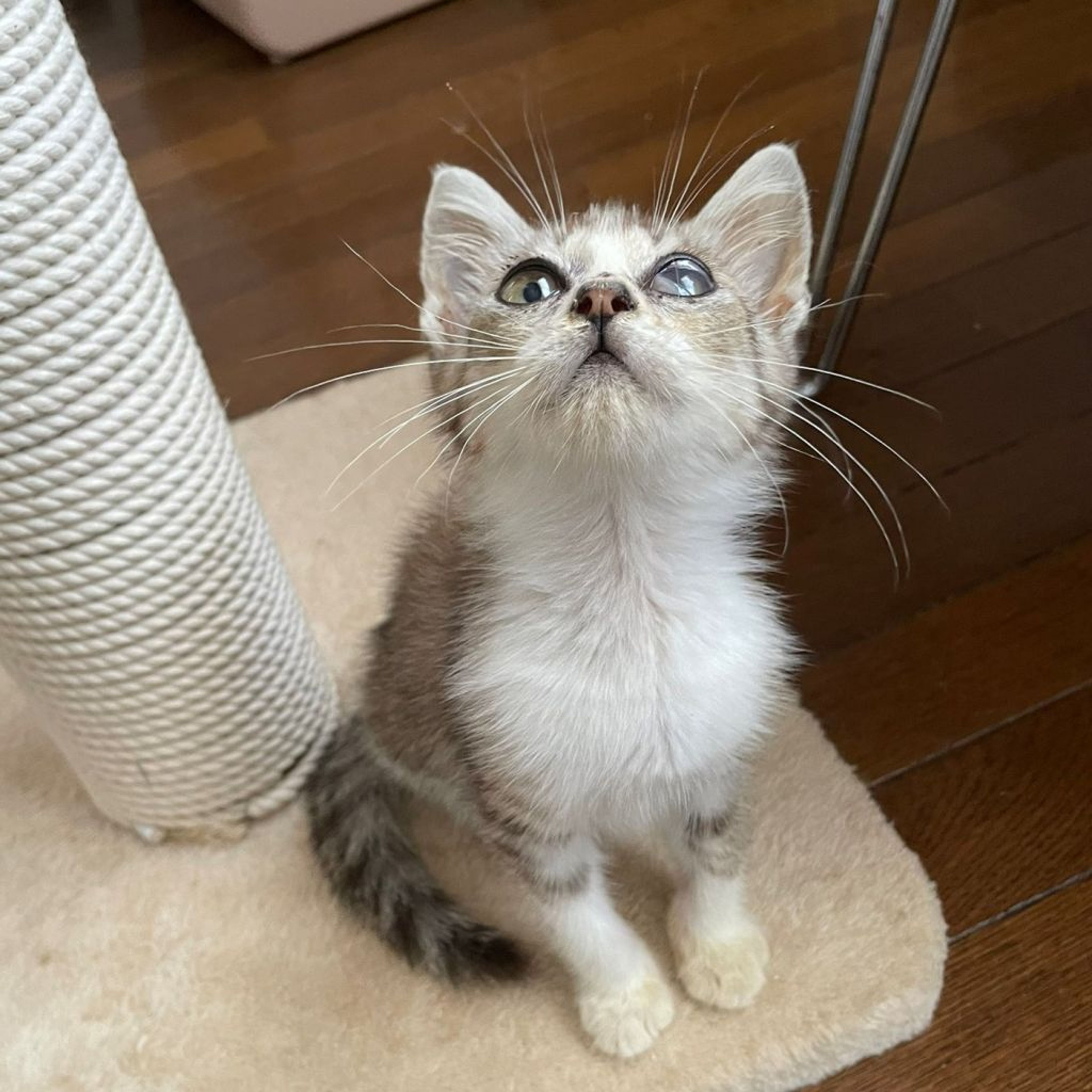 pet-image-6
