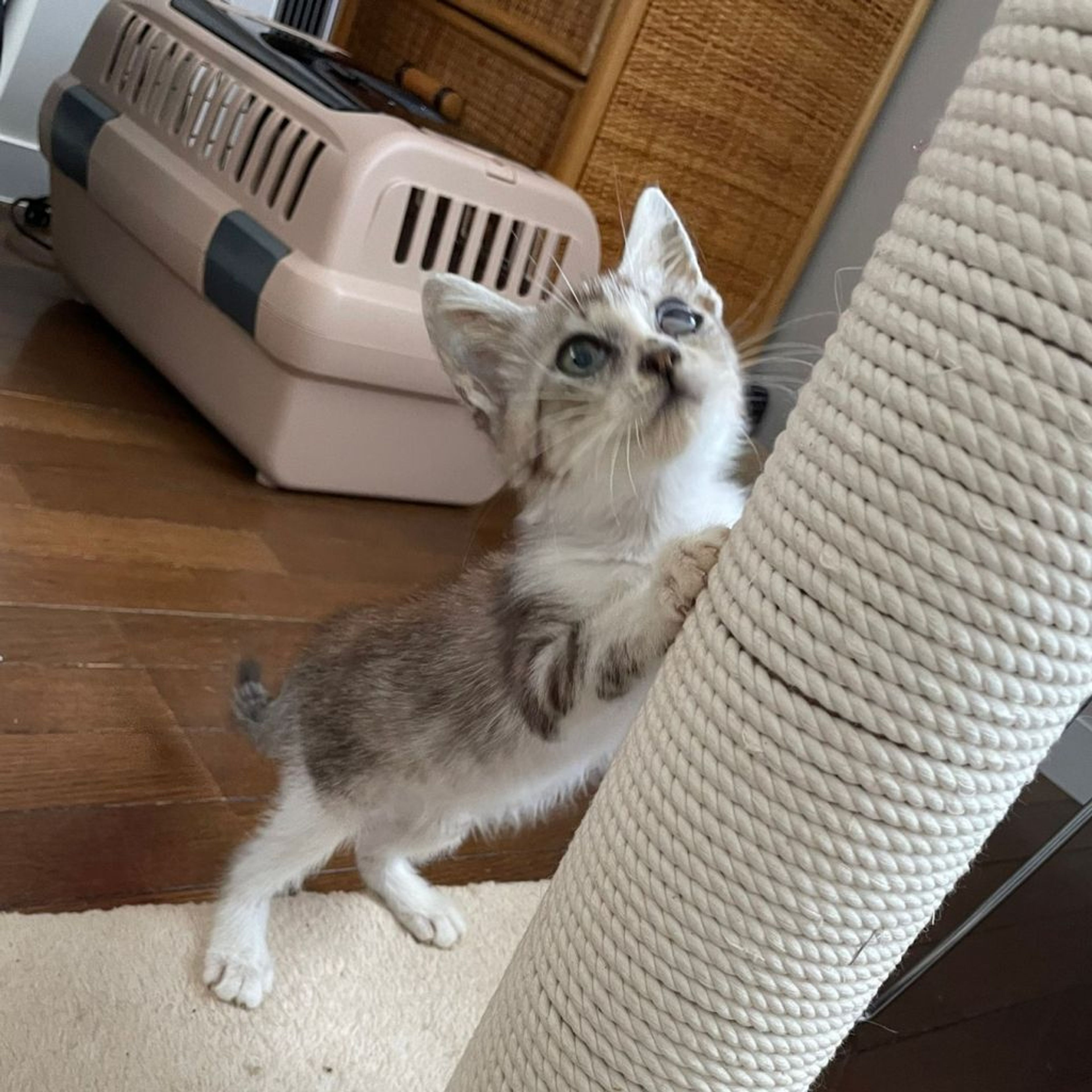 pet-image-7