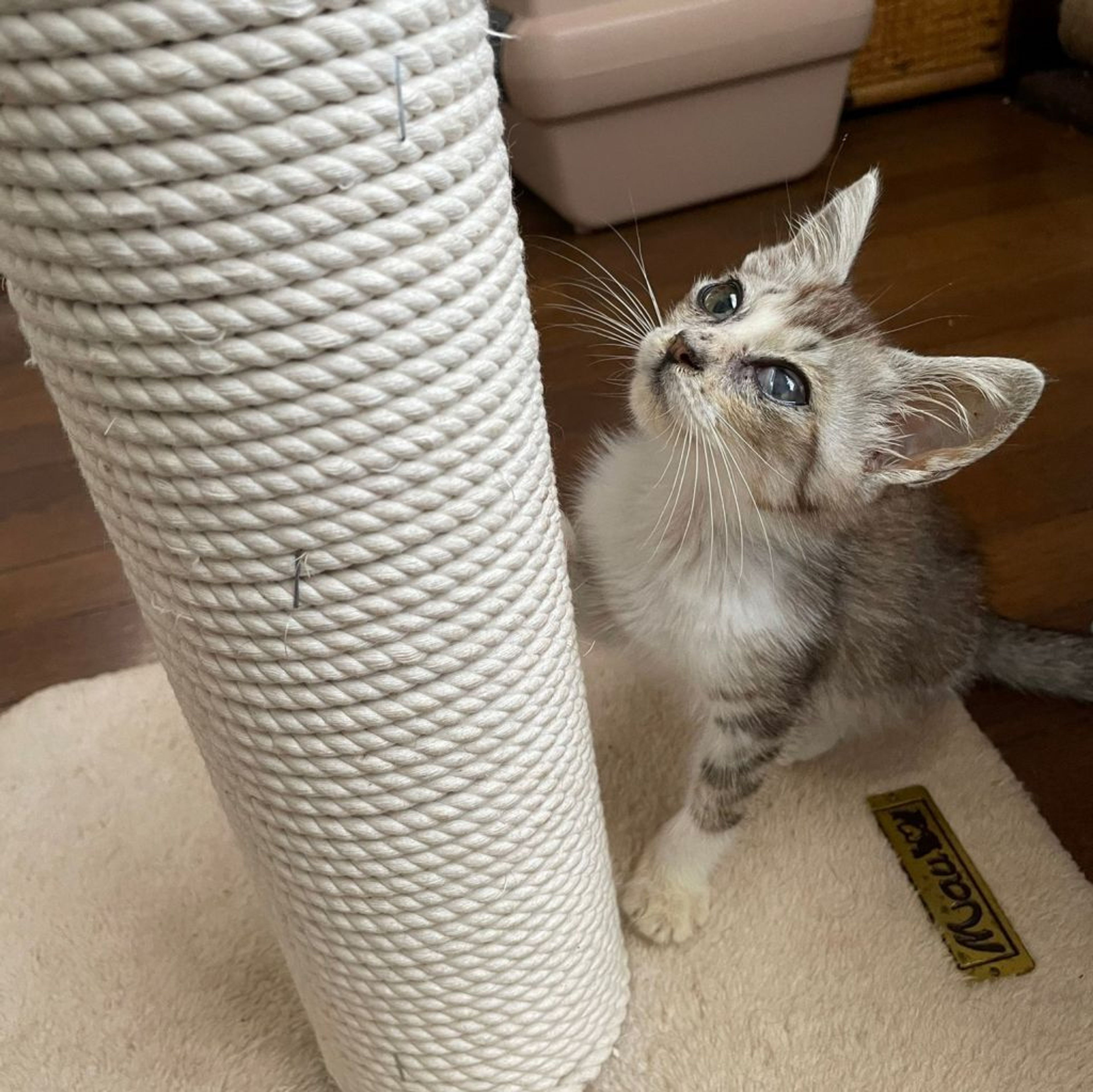 pet-image-8