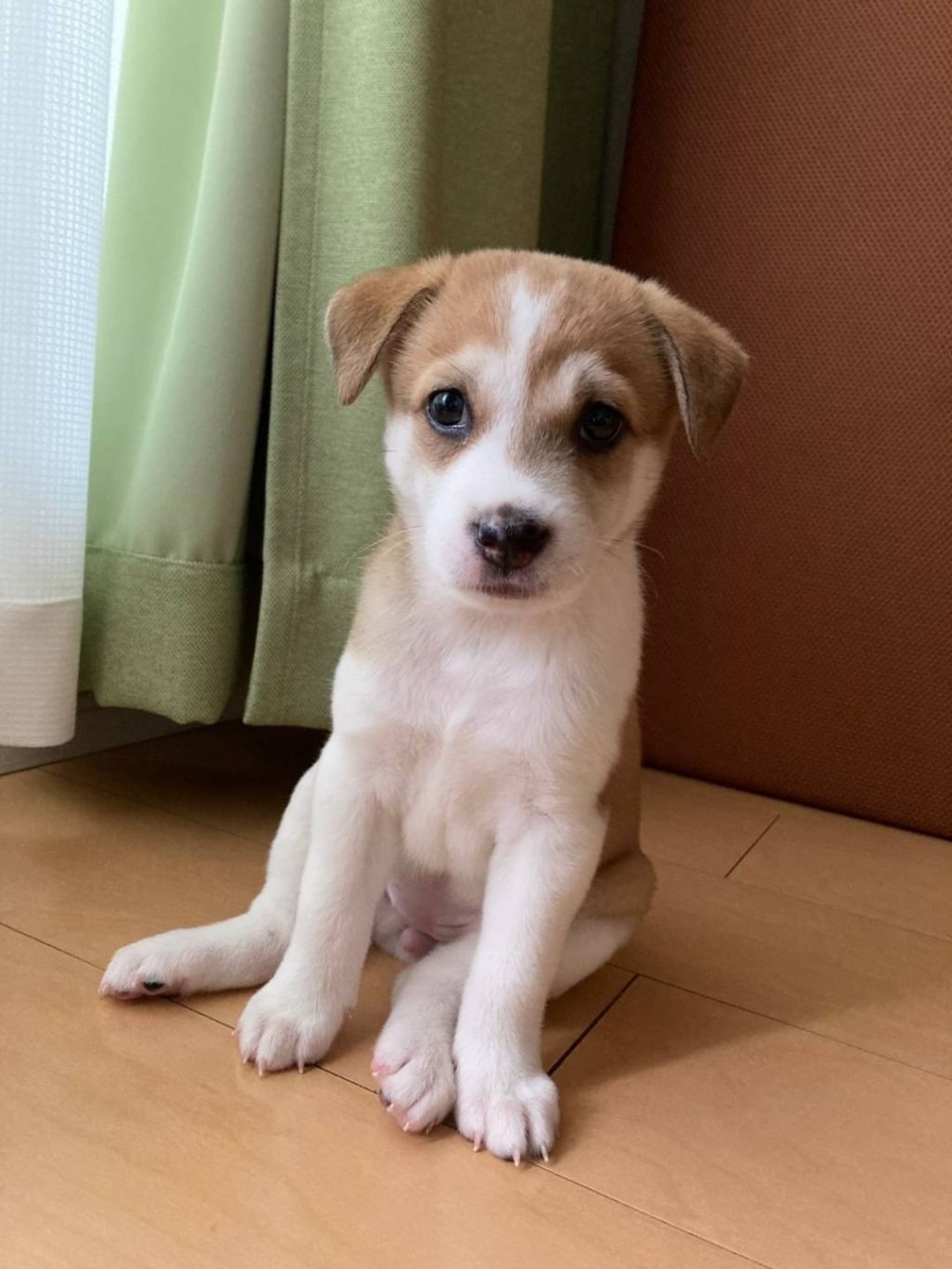 雑種（ミックス犬）・メスの里親募集の写真